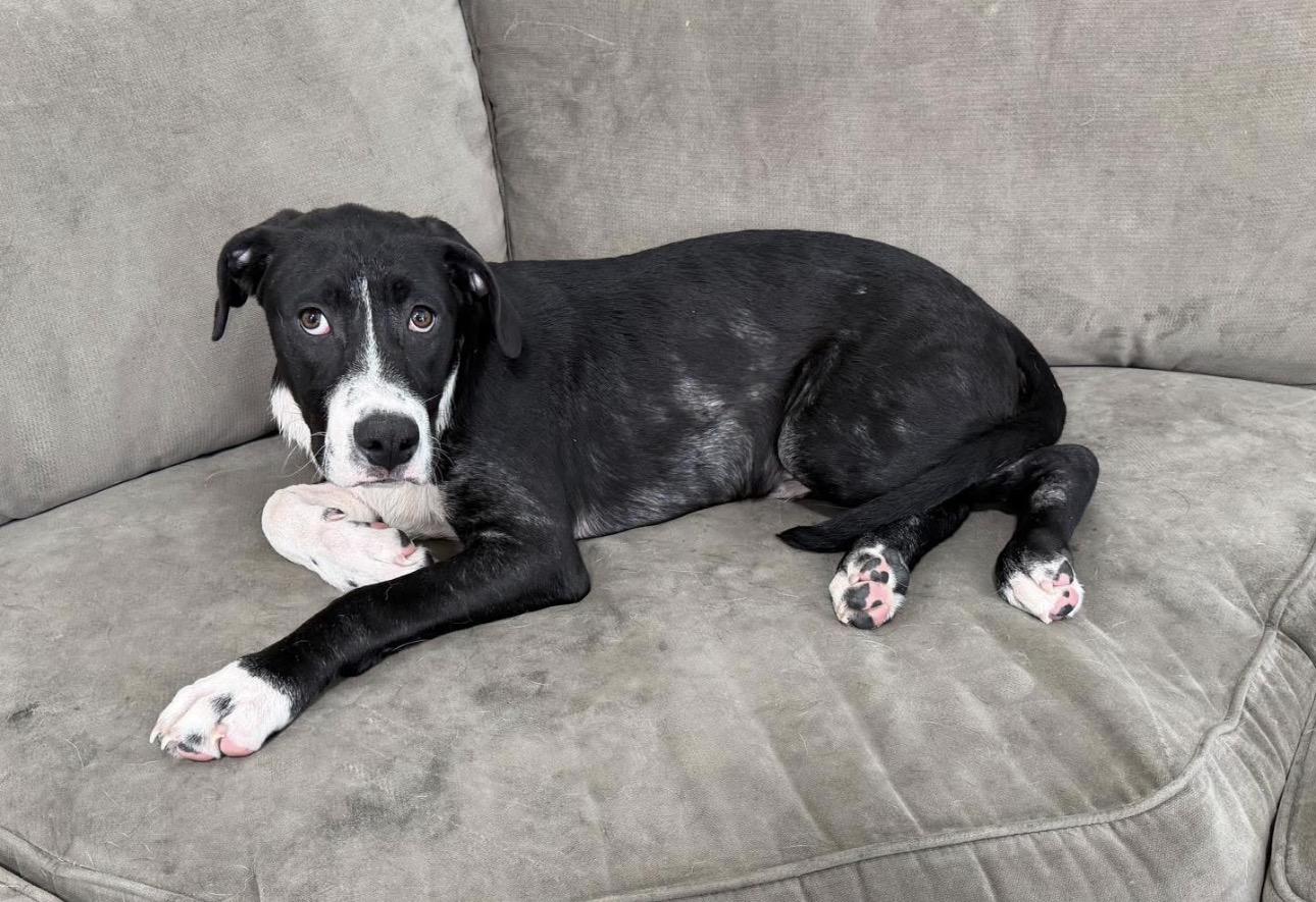 Enlarge Scout, a ADOPTABLE mixed breed in Kutztown, PA image 2/4