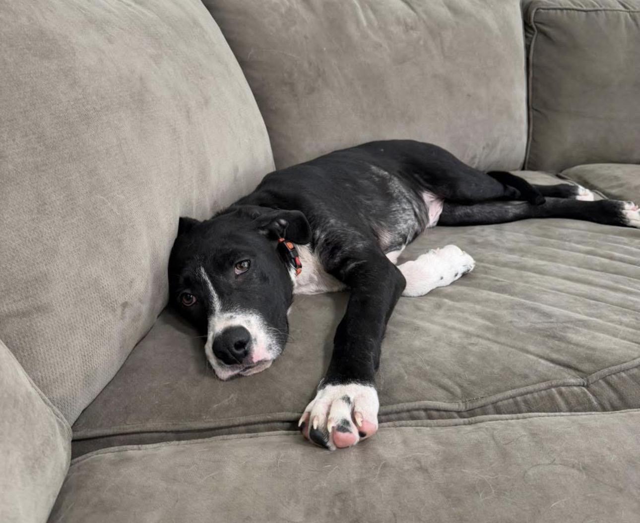 Enlarge Scout, a ADOPTABLE mixed breed in Kutztown, PA image 3/4