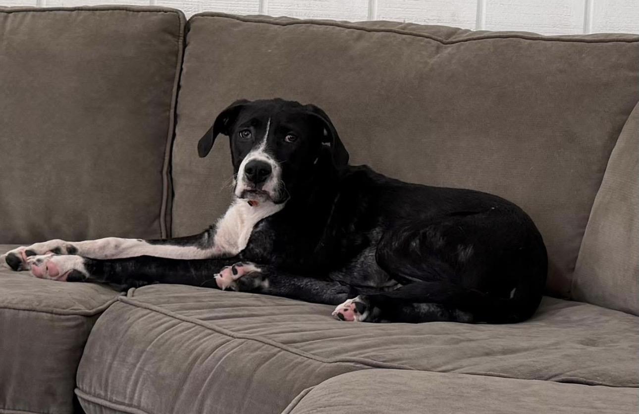 Enlarge Scout, a ADOPTABLE mixed breed in Kutztown, PA image 4/4