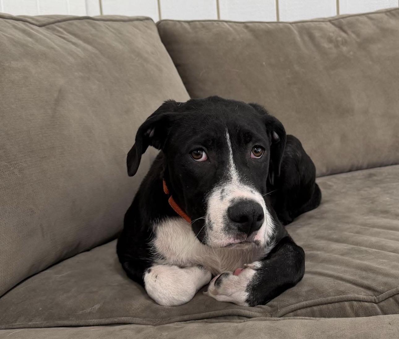 Scout, ADOPTABLE, Puppy Male Hound.