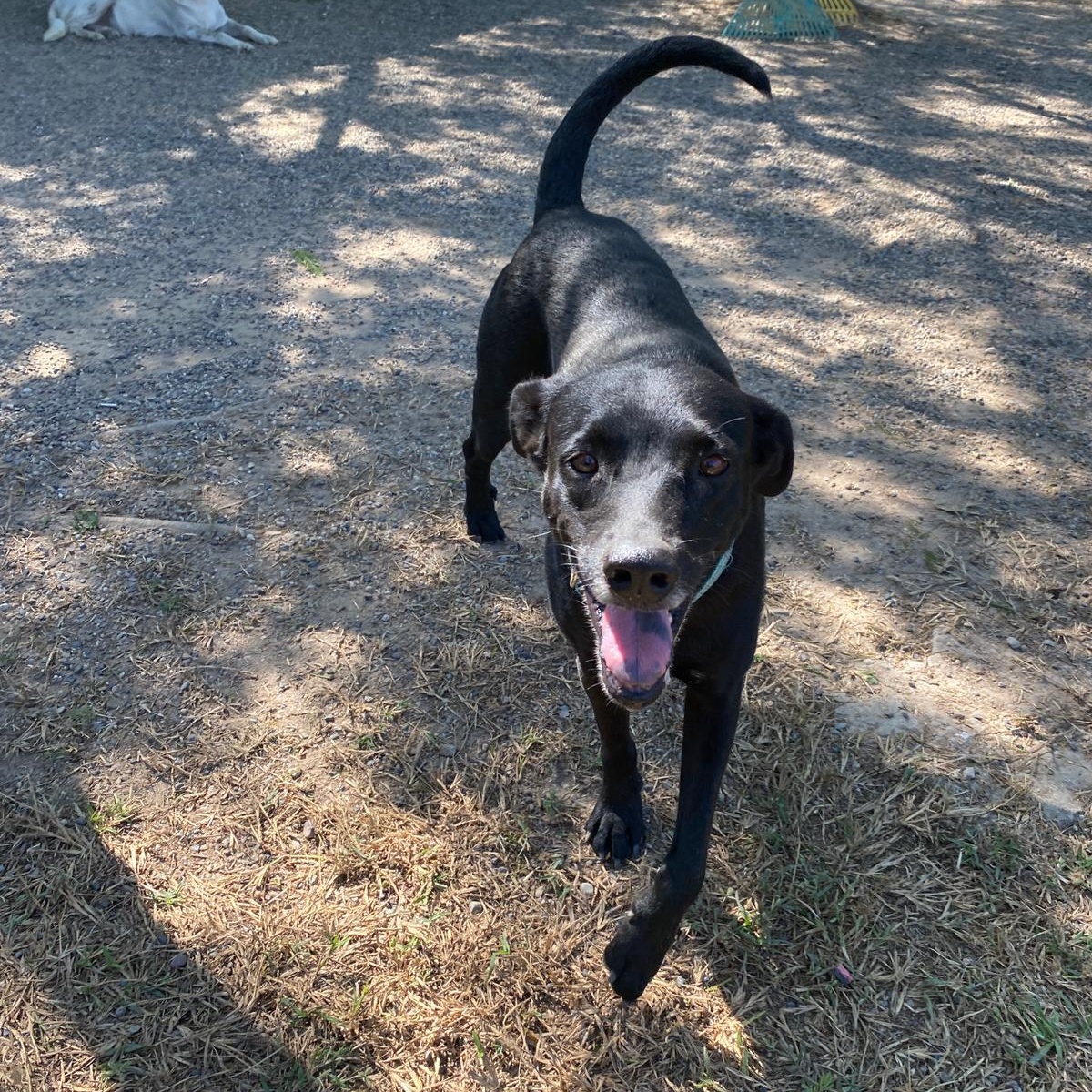 Enlarge Valentina, a Adoptable Mixed Breed in San Jose, CA image 2/5