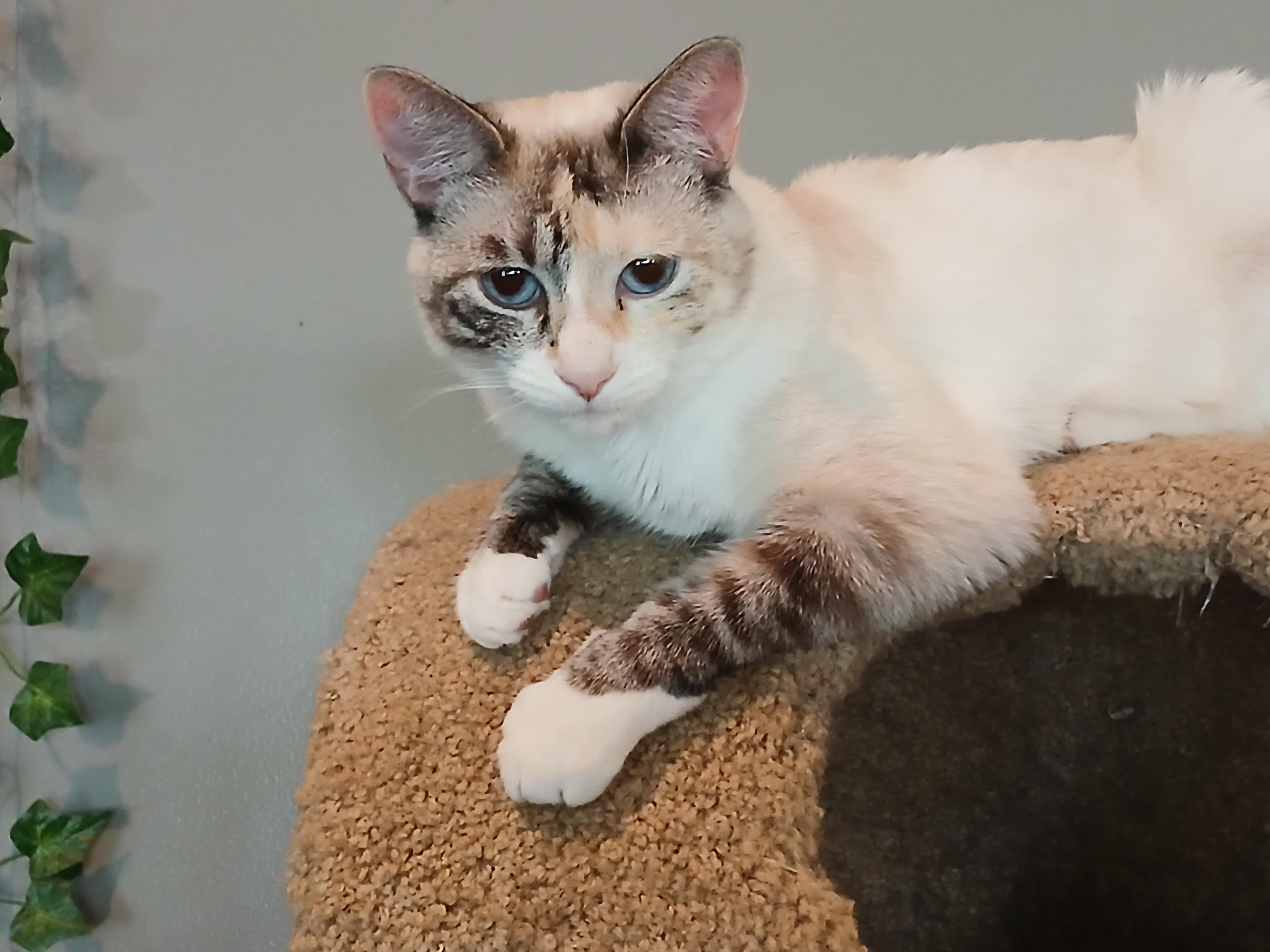 Coconut, Adoptable, Young Female Domestic Short Hair.