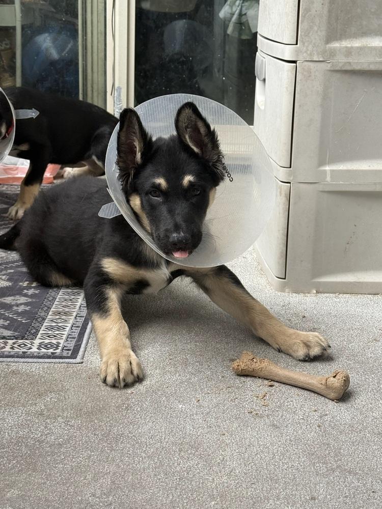 Zuko, Adoptable, Puppy Male Mixed Breed.
