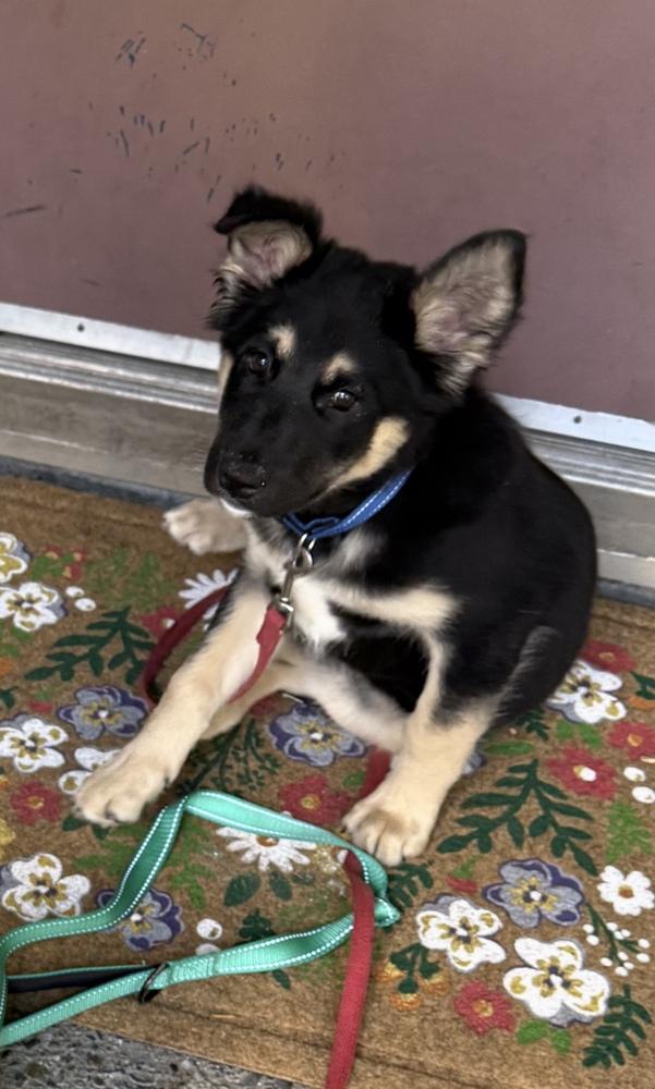 Zuko, a Adoptable mixed breed in Pacifica, CA image 2/6
