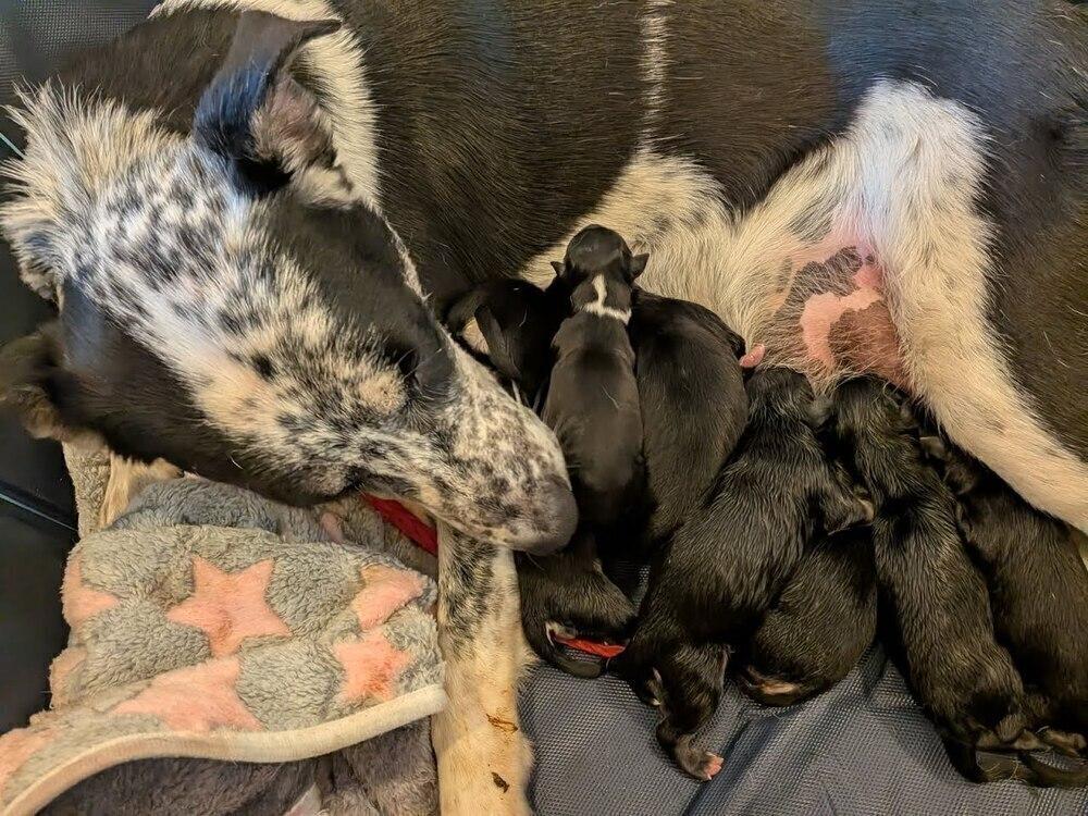 Zuko, Adoptable, Puppy Male Mixed Breed.