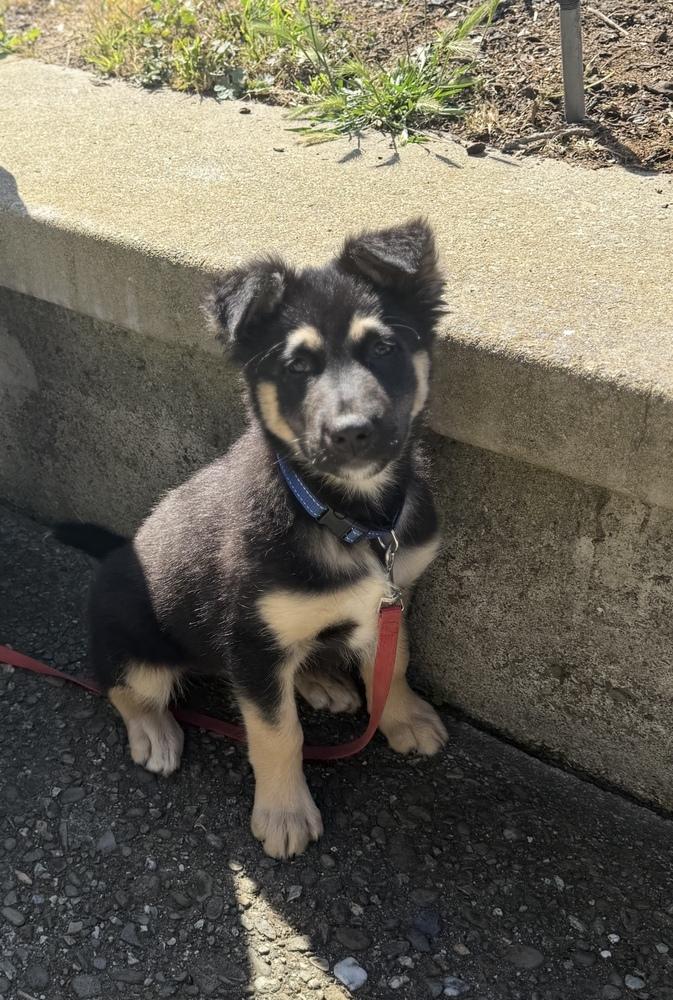 Zuko, a Adoptable mixed breed in Pacifica, CA image 4/6