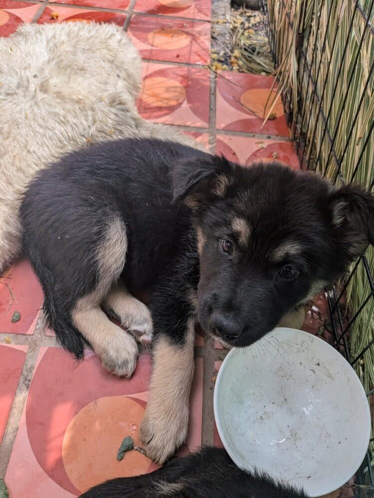 Enlarge Zuko, a Adoptable mixed breed in Pacifica, CA image 2/4