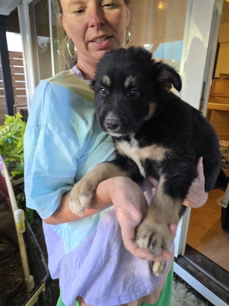 Enlarge Zuko, a Adoptable mixed breed in Pacifica, CA image 4/4