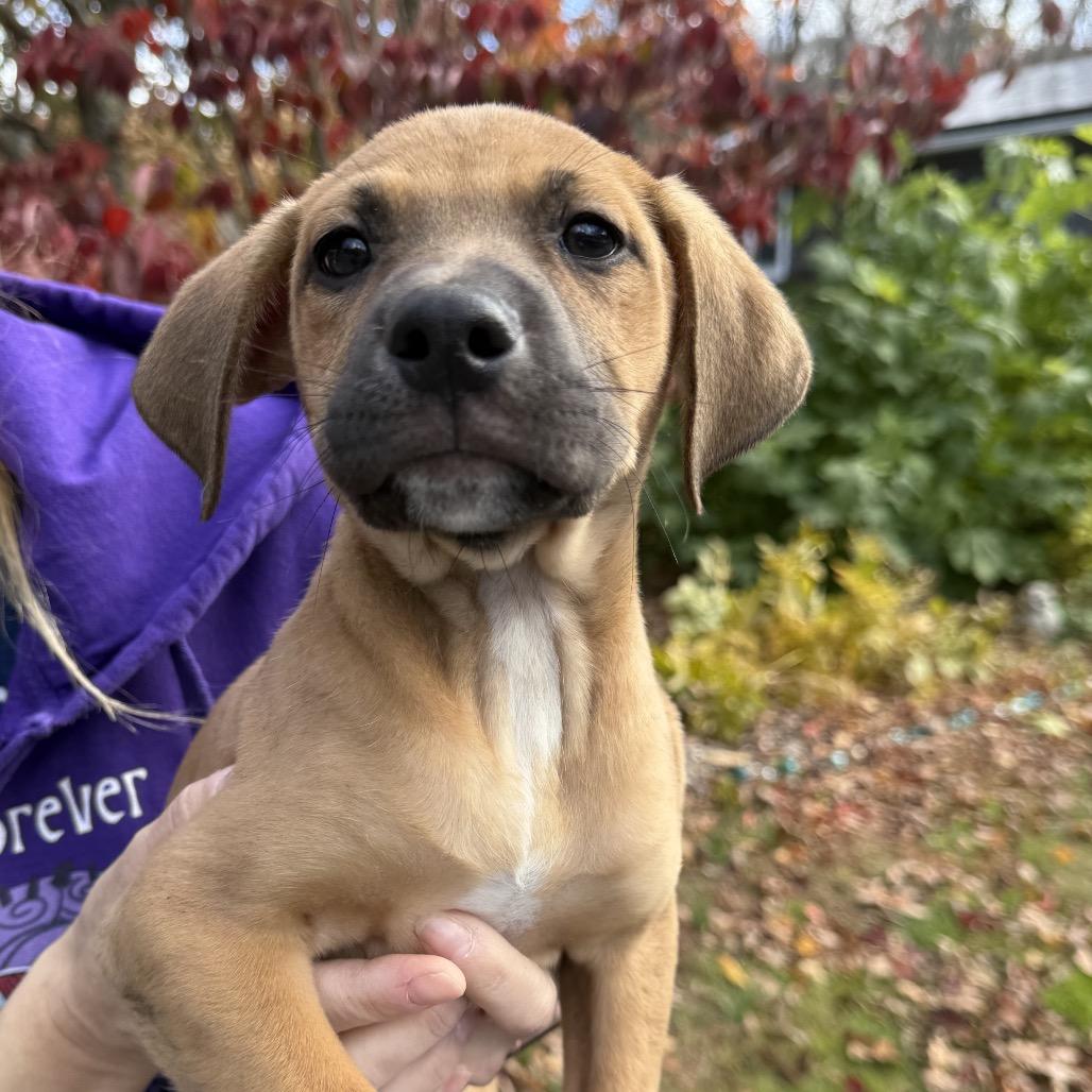 Enlarge NY Hera (Foster in Yorktown), a Adoptable mixed breed in Stormville, NY image 3/6