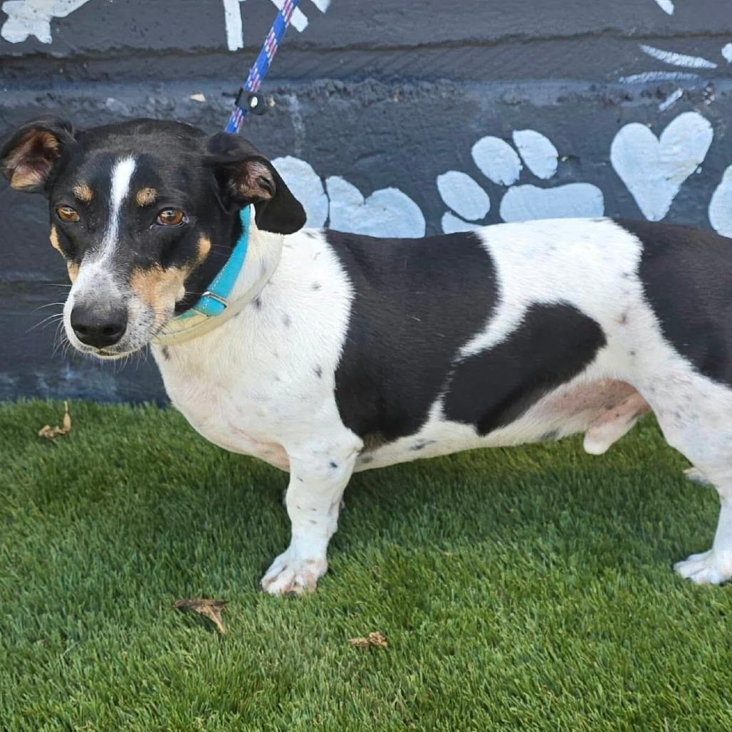 Enlarge FOSTER NEEDED - Flash, a Adoptable mixed breed in Staten Island, NY image 1/1