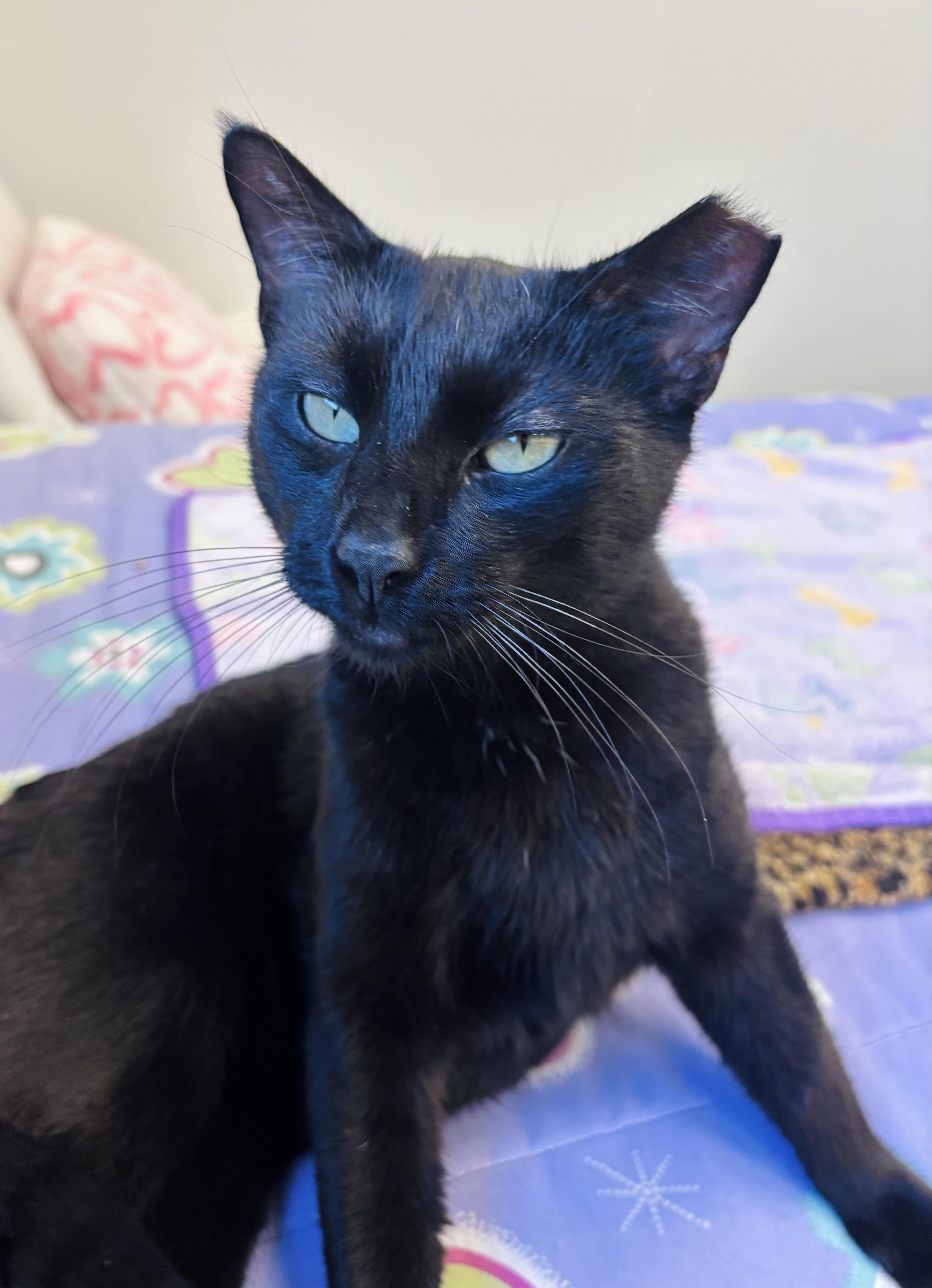 Shadow, a Adoptable Domestic Short Hair in Salisbury, NC image 2/6