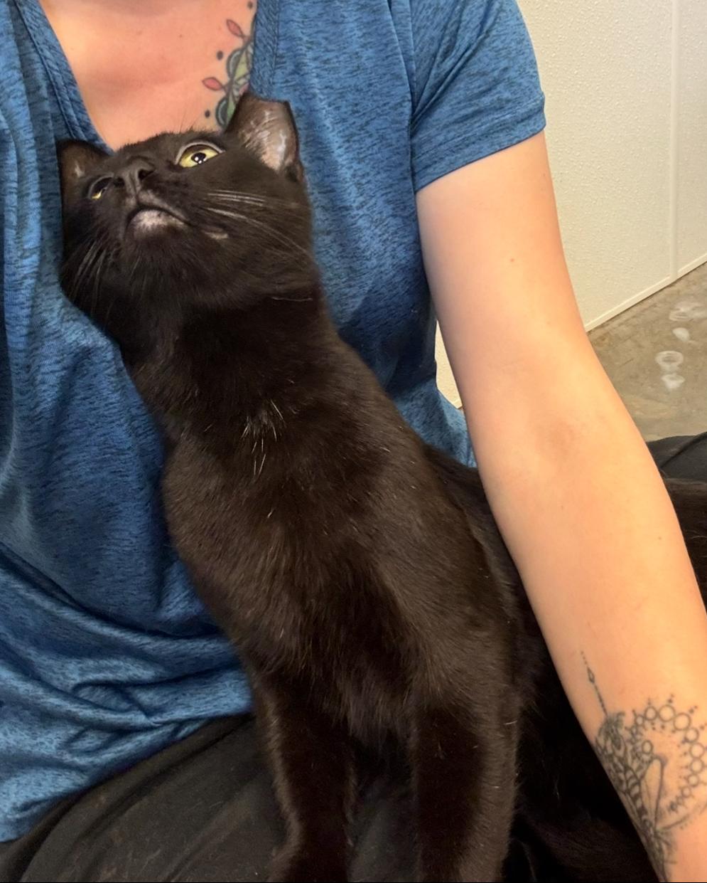 Shadow, a Adoptable Domestic Short Hair in Salisbury, NC image 3/6