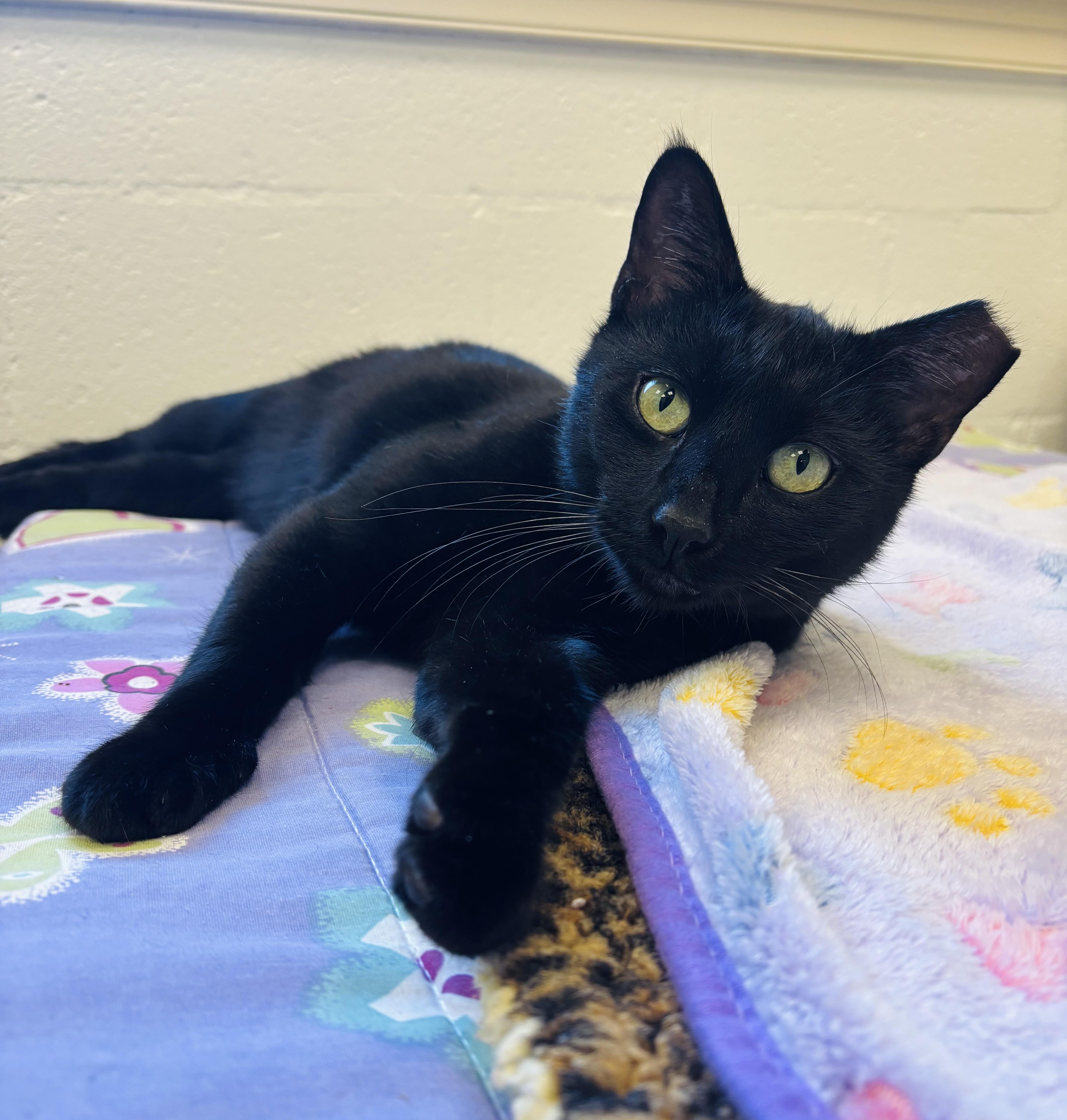 Shadow, a Adoptable Domestic Short Hair in Salisbury, NC image 1/6
