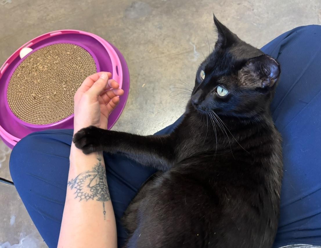 Shadow, a Adoptable Domestic Short Hair in Salisbury, NC image 4/6