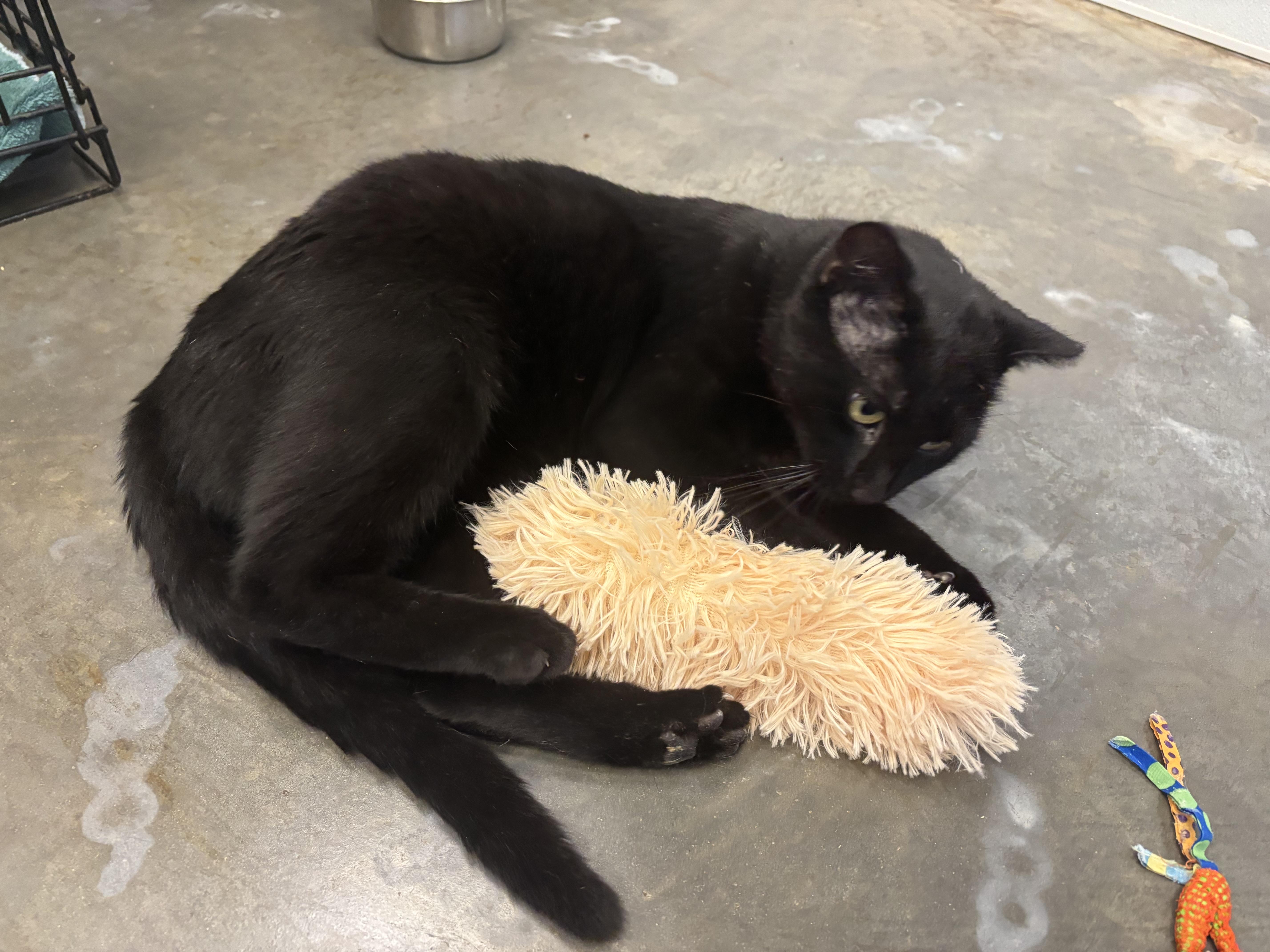 Shadow, a Adoptable Domestic Short Hair in Salisbury, NC image 5/6