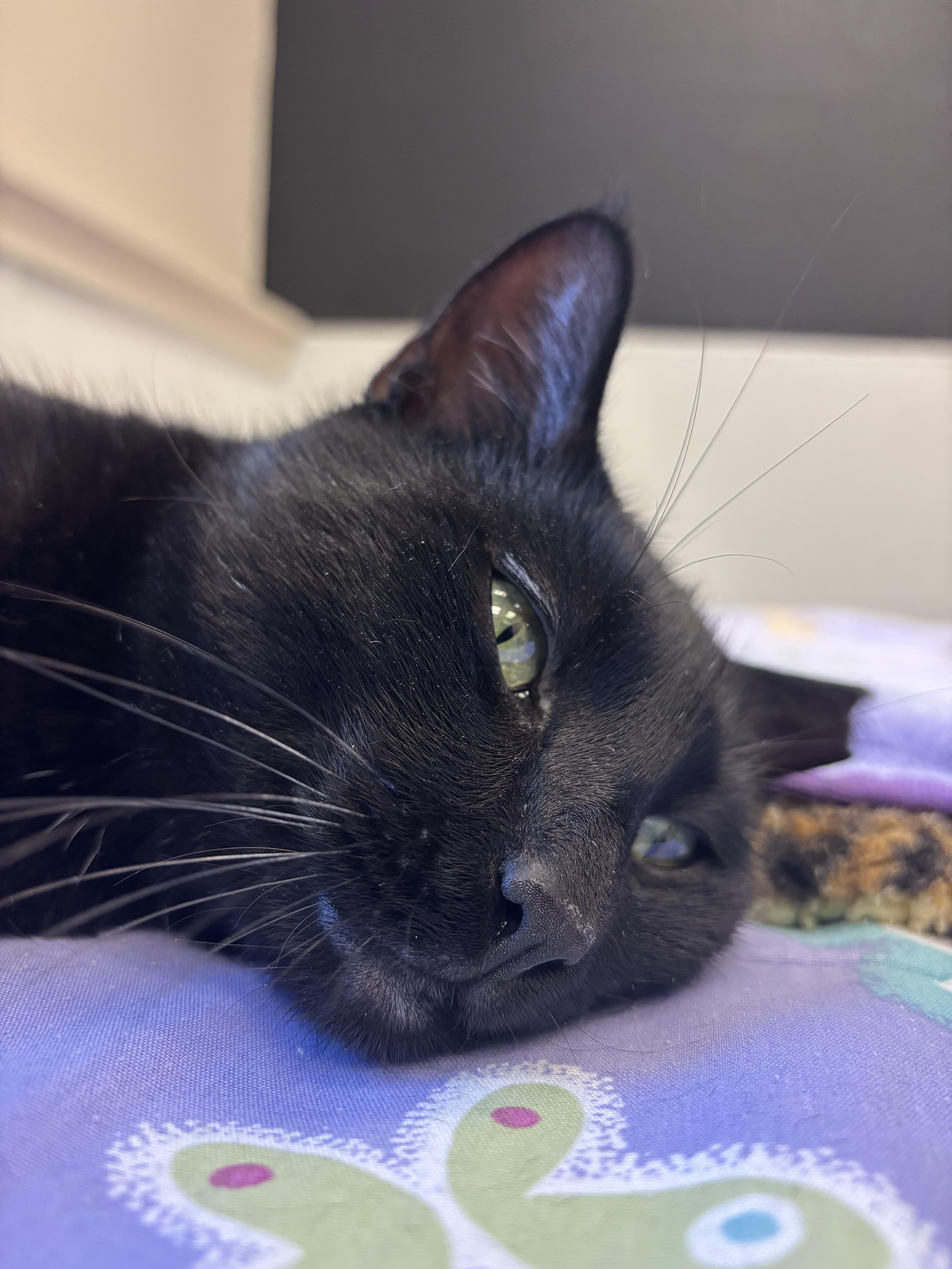 Shadow, a Adoptable Domestic Short Hair in Salisbury, NC image 6/6