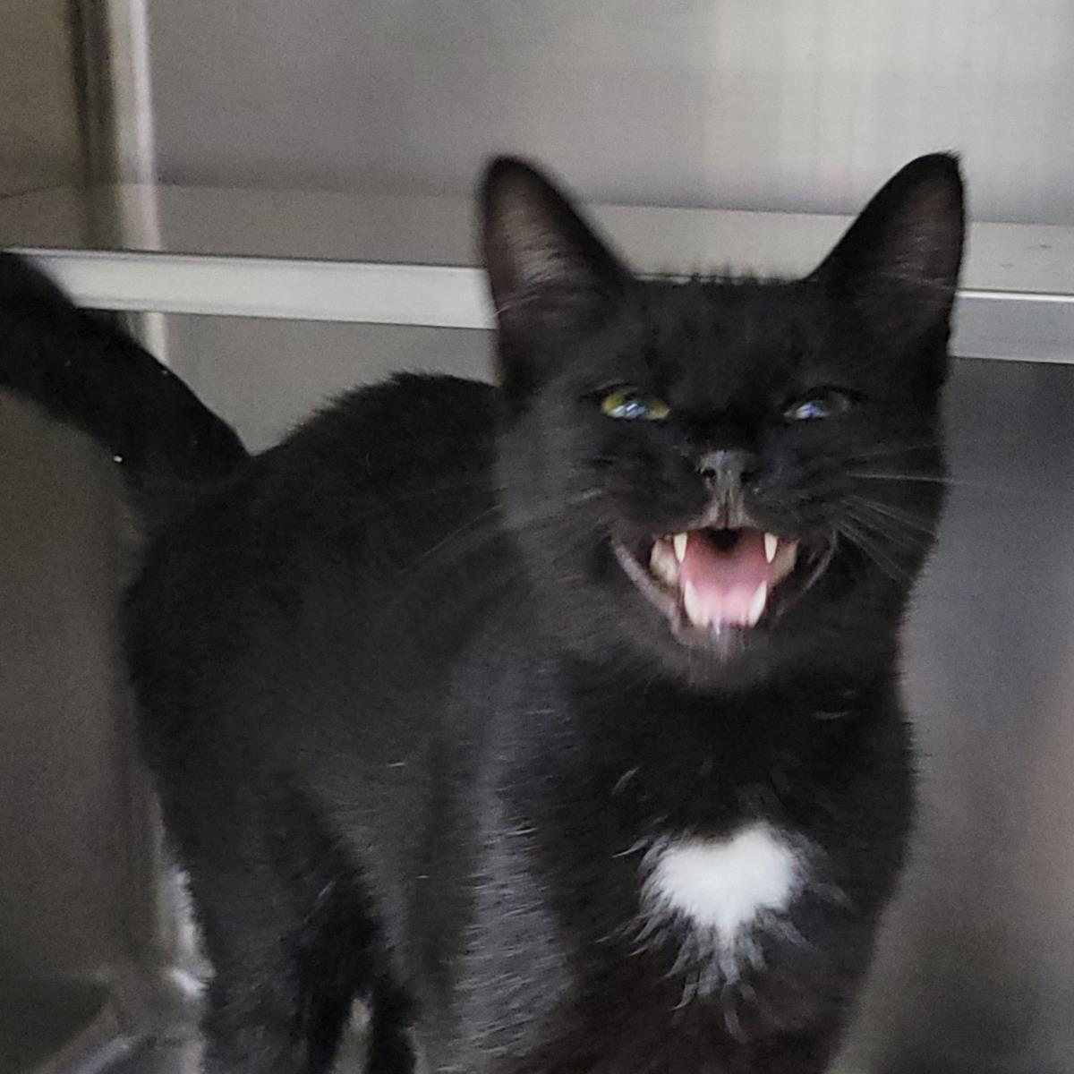 Saydie, Adoptable, Young Female Domestic Short Hair.