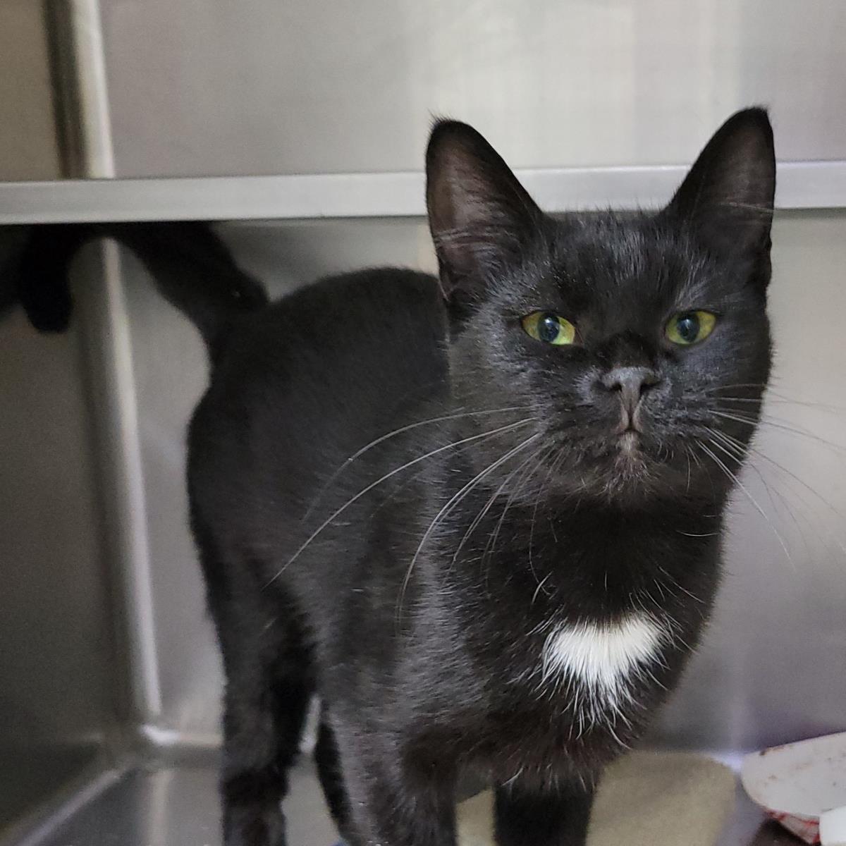 Enlarge Saydie, a Adoptable Domestic Short Hair in Plover, WI image 2/2