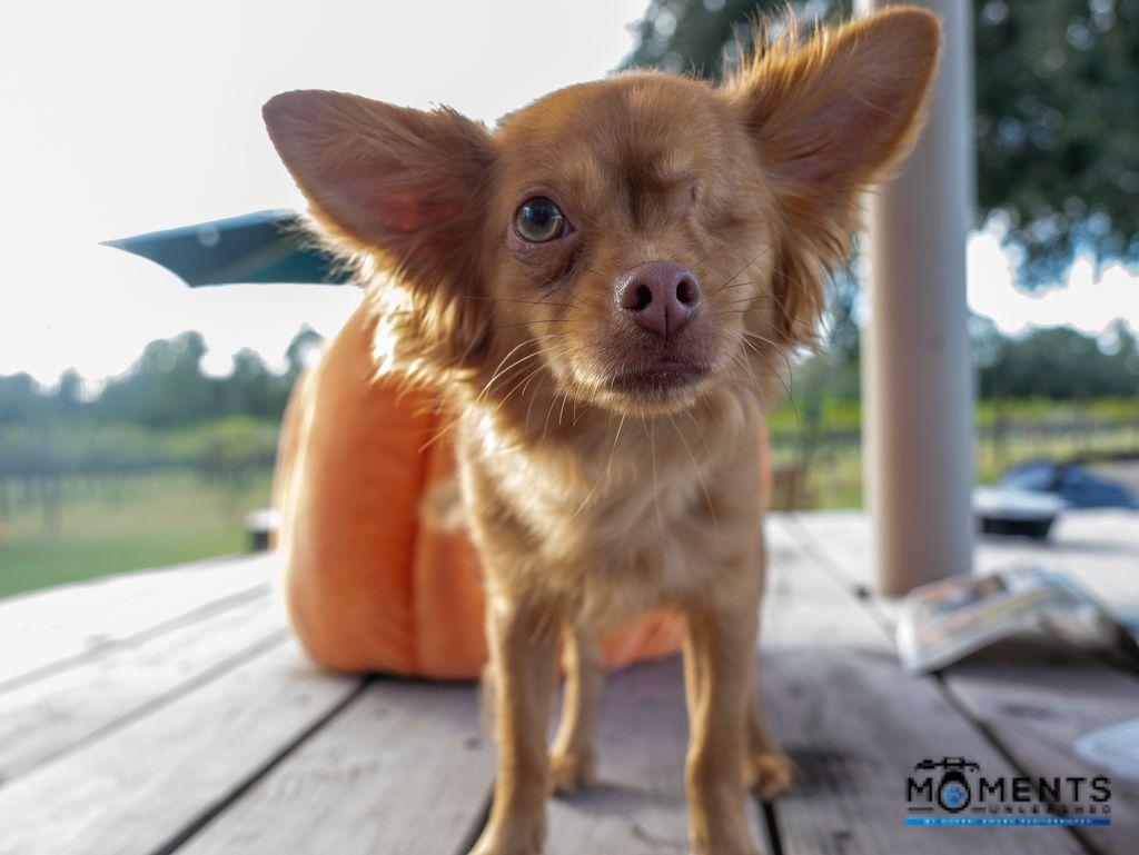 Faze (IN FOSTER), Adoptable, Young Male Chihuahua.