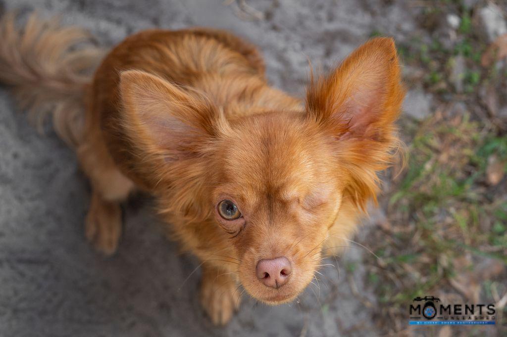 Faze (IN FOSTER), a Adoptable mixed breed in Myakka City, FL image 2/4