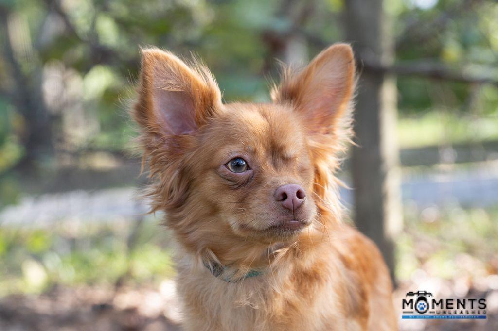 Faze (IN FOSTER), a Adoptable mixed breed in Myakka City, FL image 3/4