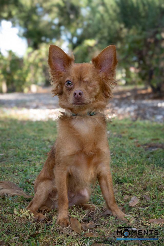 Faze (IN FOSTER), a Adoptable mixed breed in Myakka City, FL image 4/4