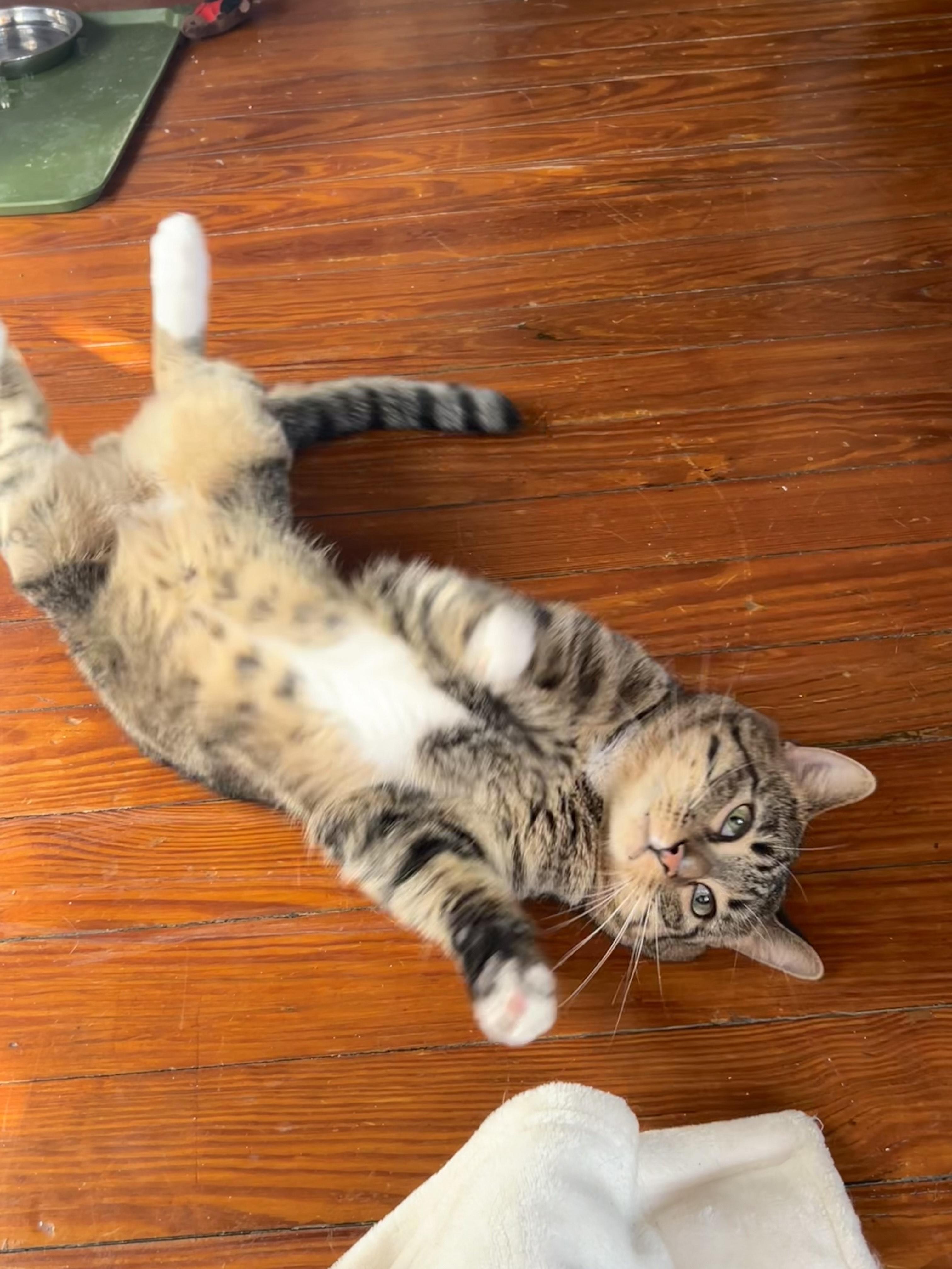 Enlarge Buttons, an adoptable Domestic Short Hair in Fort Worth, TX image 3/3