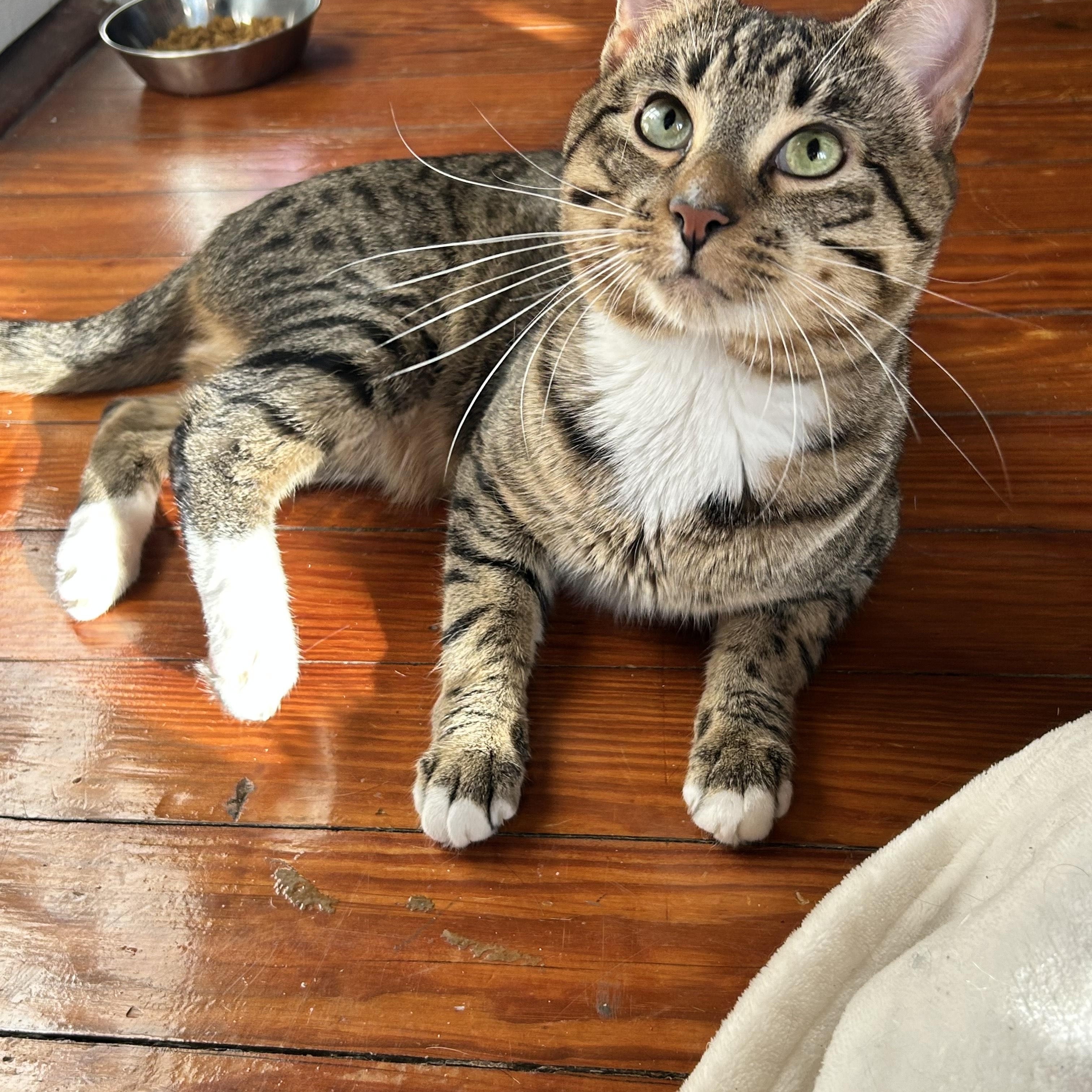 Enlarge Buttons, an adoptable Domestic Short Hair in Fort Worth, TX image 2/3