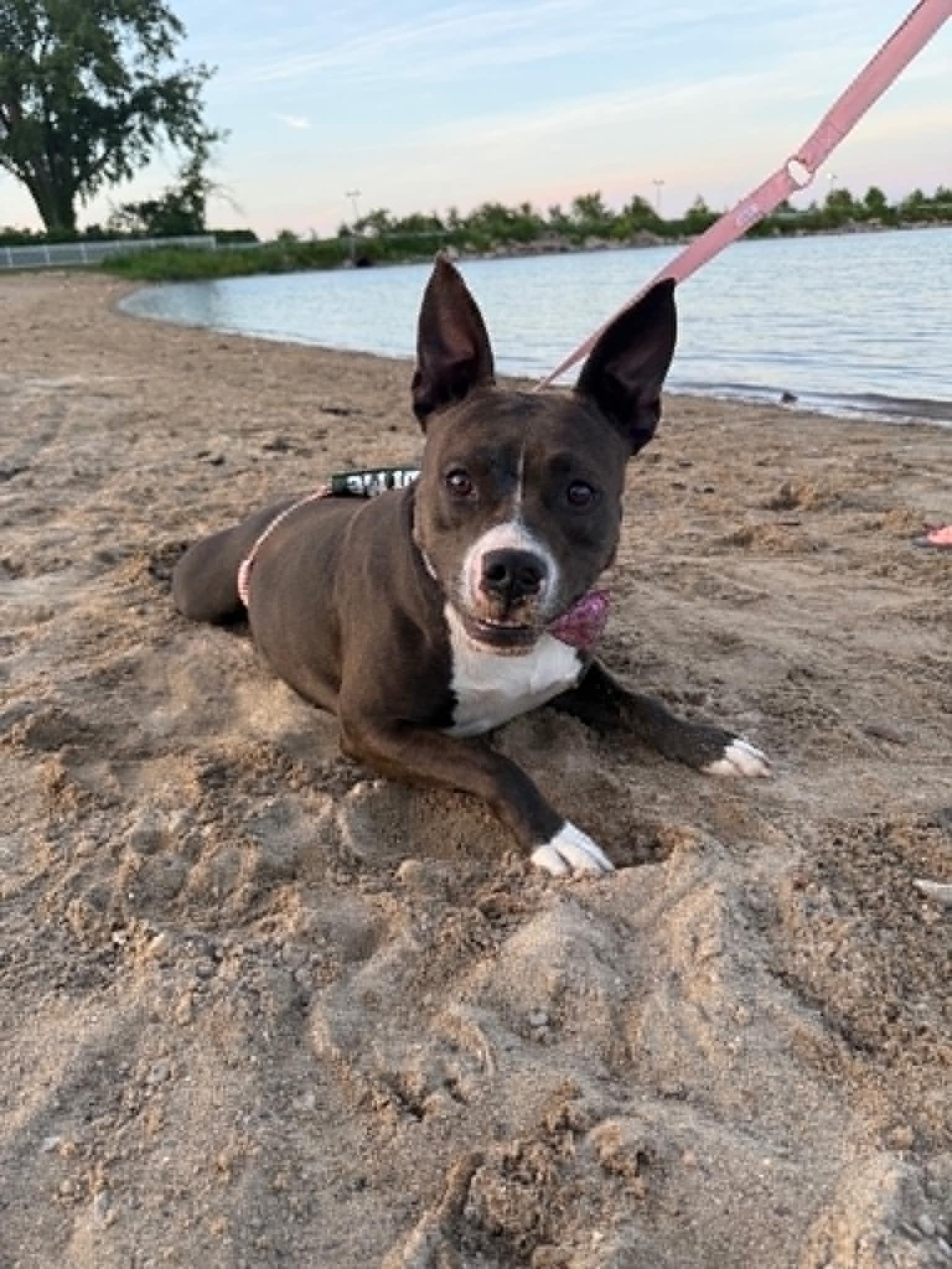 Faith, Adoptable, Adult Female Pit Bull Terrier & American Staffordshire Terrier.