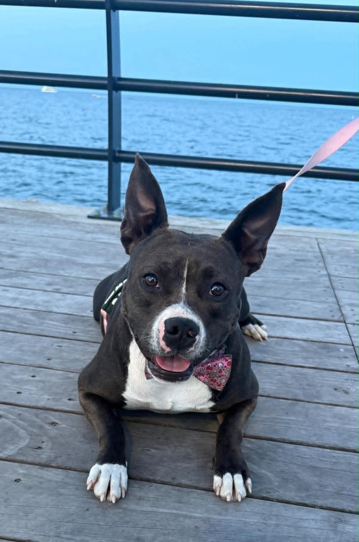 Enlarge Faith, a Adoptable mixed breed in St. Clair Shores, MI image 2/5