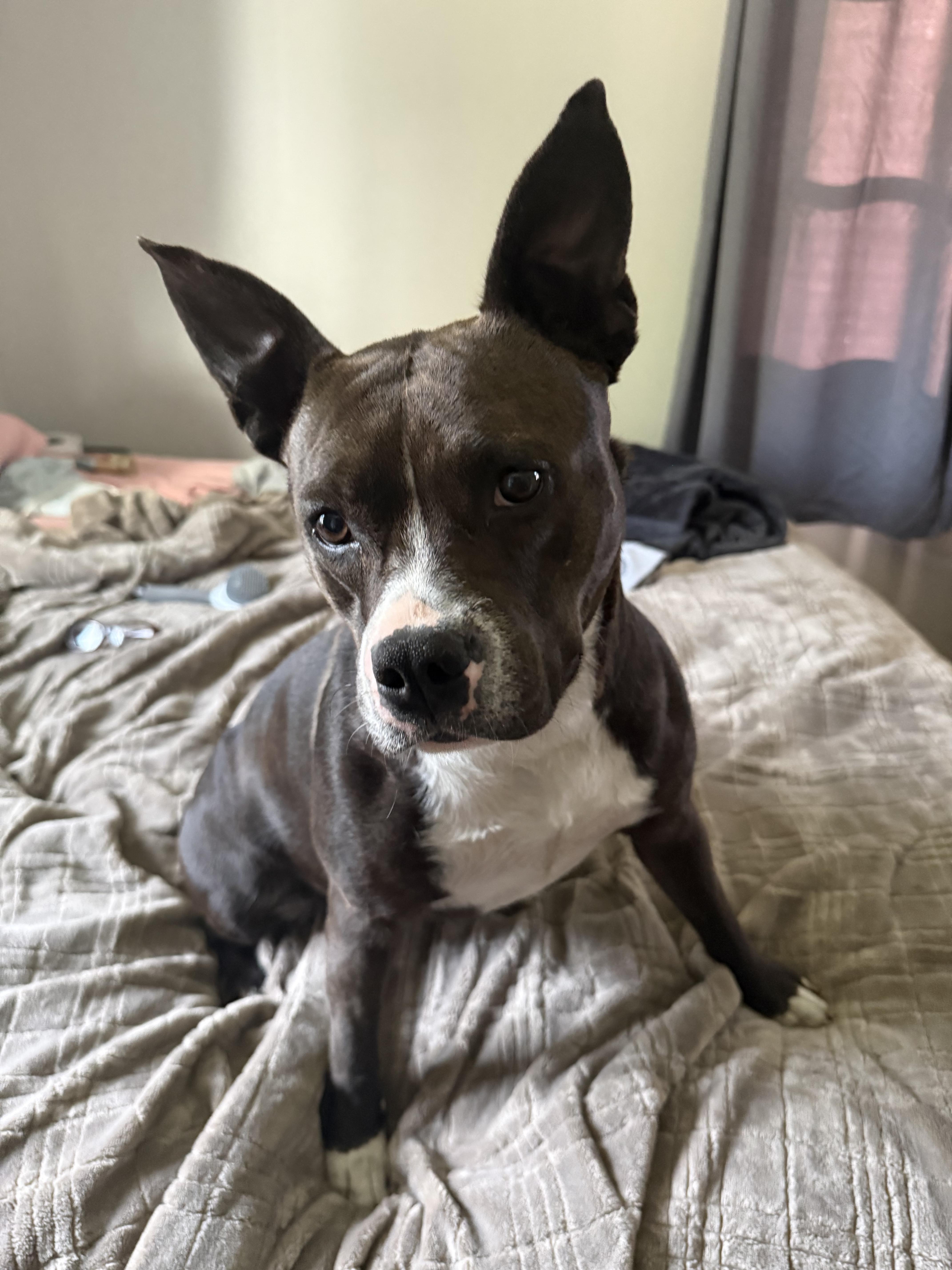 Enlarge Faith, a Adoptable mixed breed in St. Clair Shores, MI image 3/5