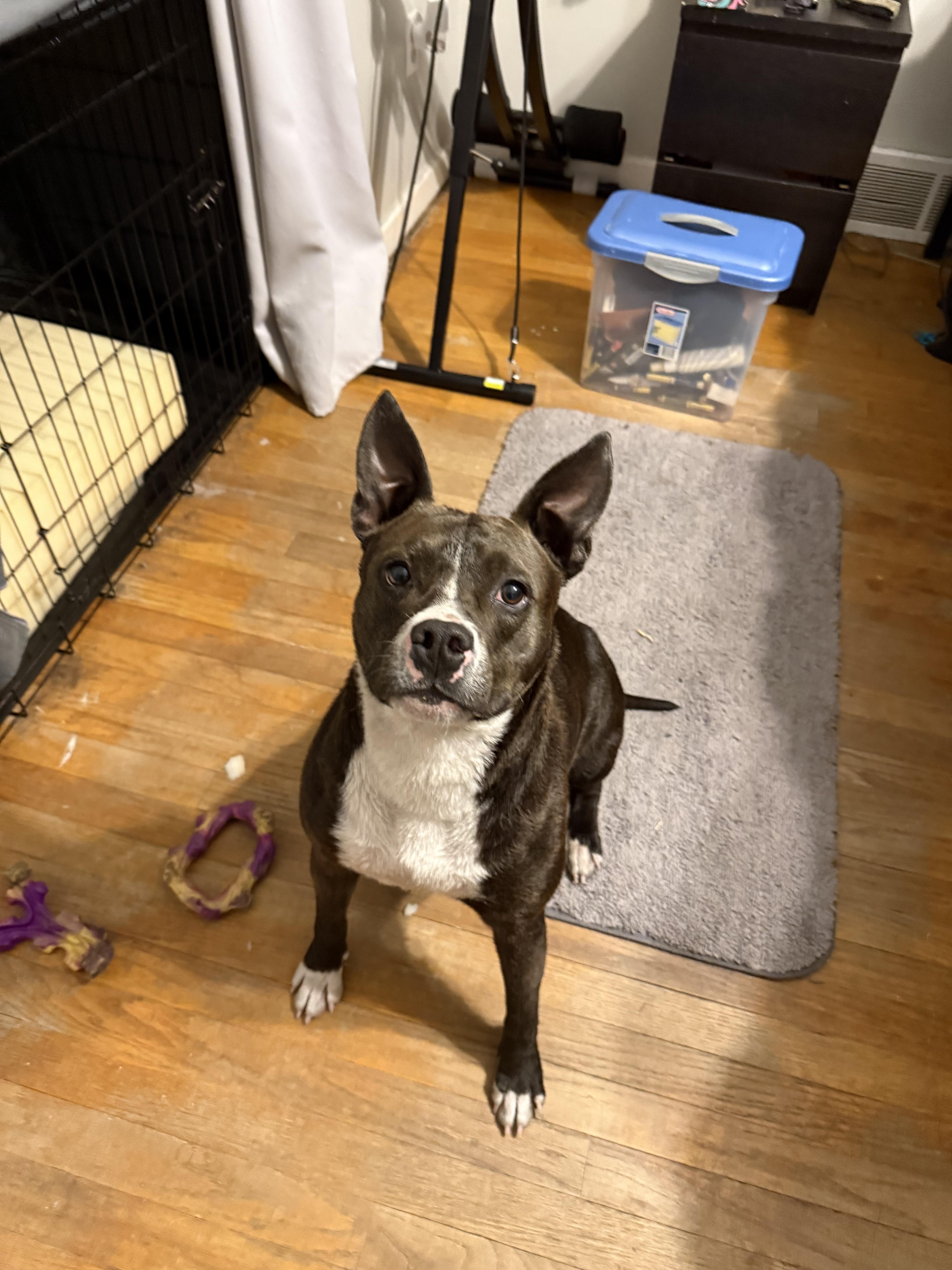 Enlarge Faith, a Adoptable mixed breed in St. Clair Shores, MI image 4/5