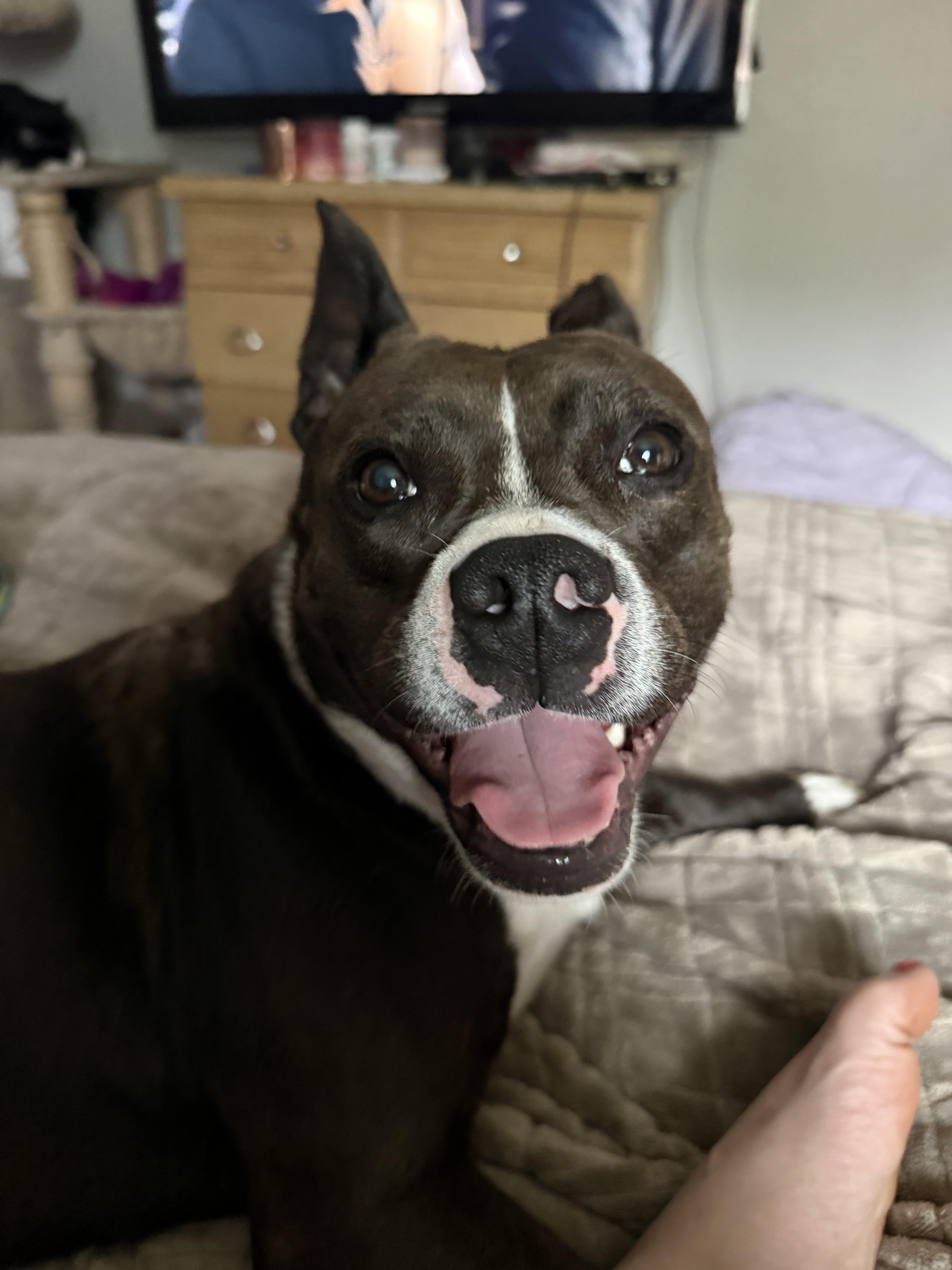 Enlarge Faith, a Adoptable mixed breed in St. Clair Shores, MI image 5/5