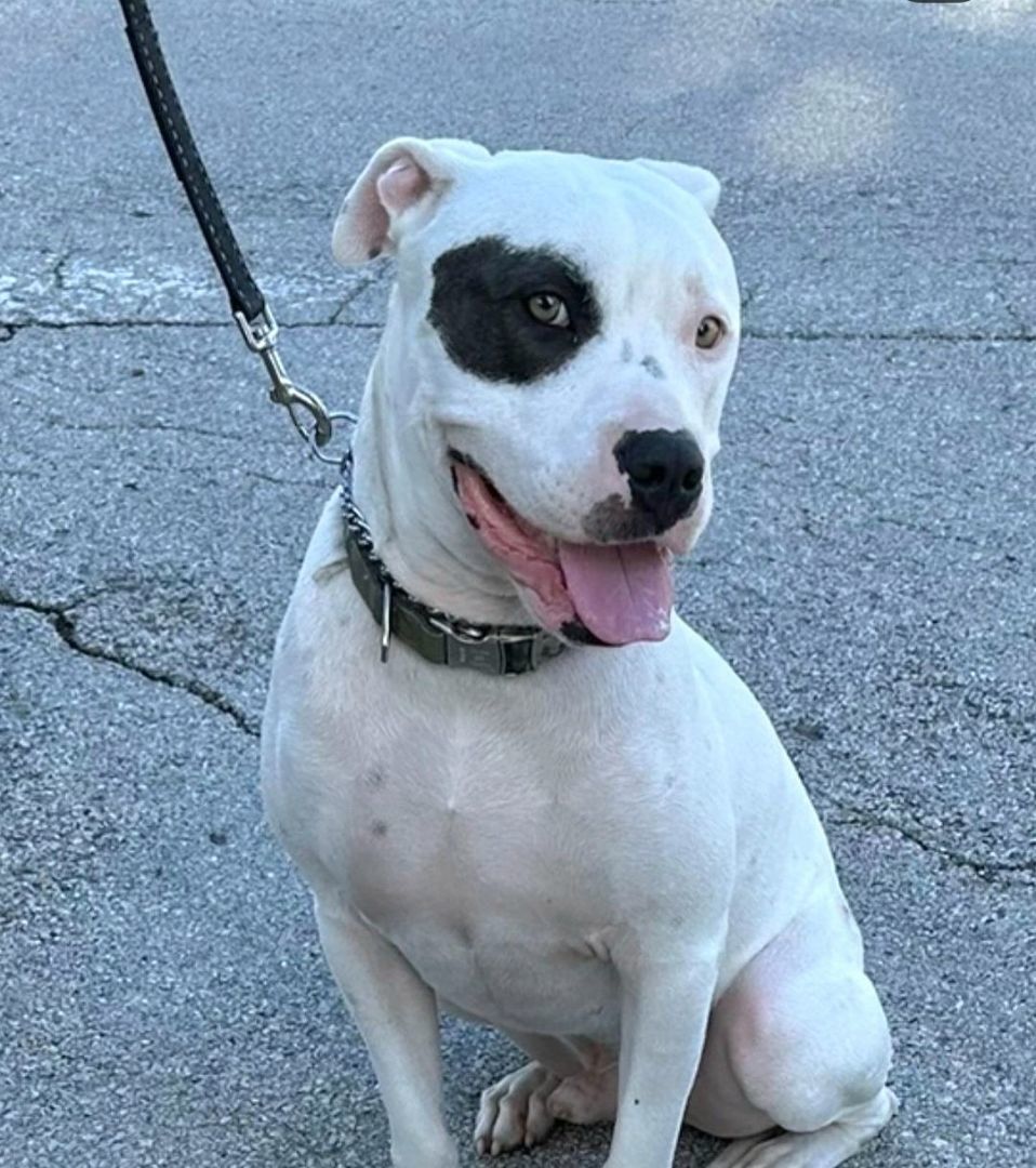 Enlarge Oci, a Adoptable mixed breed in Margate, FL image 1/14