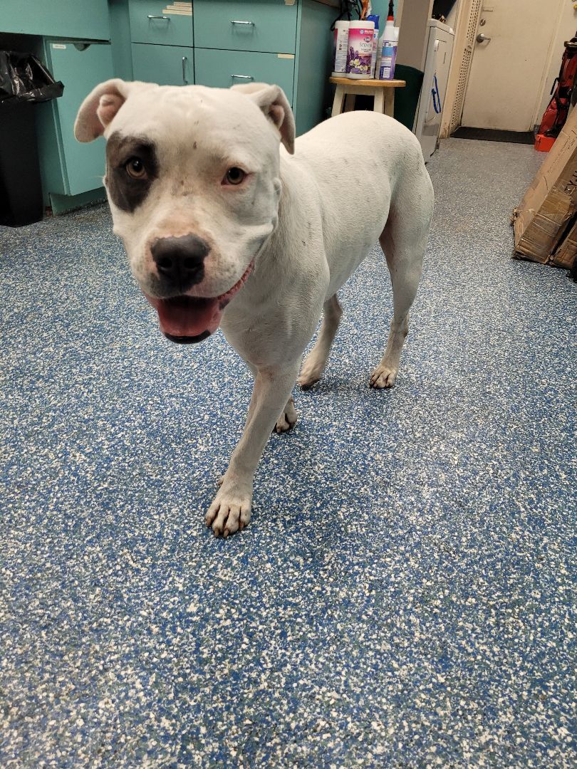 Enlarge Oci, a Adoptable mixed breed in Margate, FL image 2/14