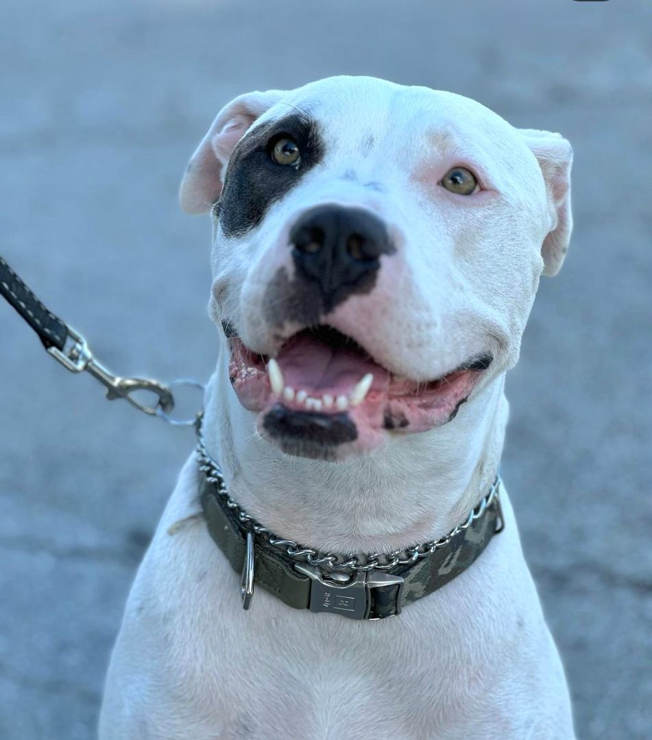 Enlarge Oci, a Adoptable mixed breed in Margate, FL image 3/14