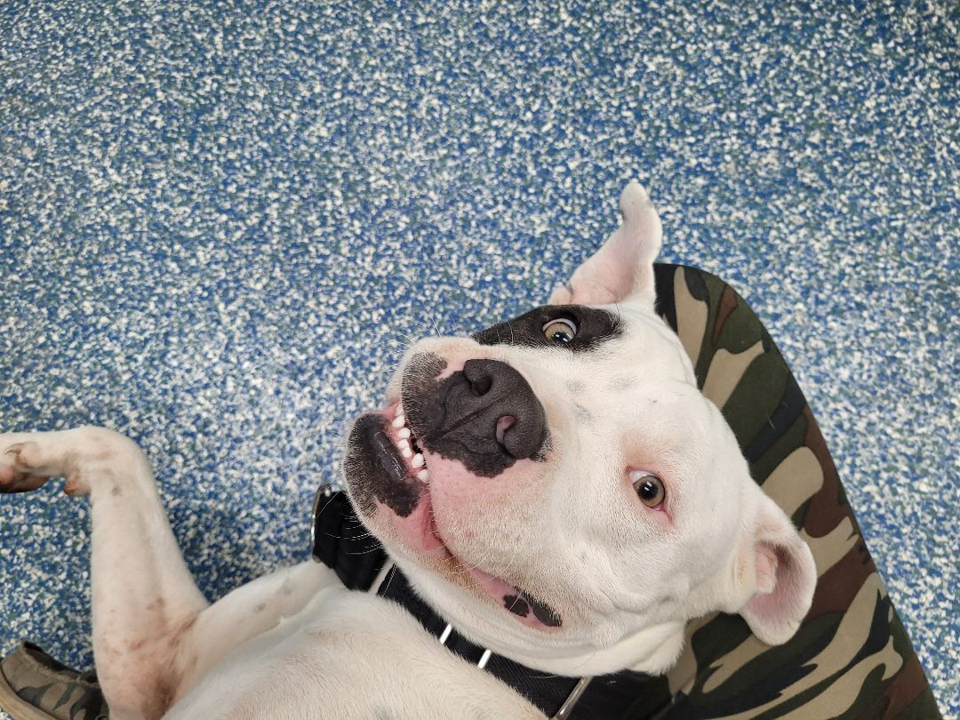 Oci, Adoptable, Adult Male American Bulldog.