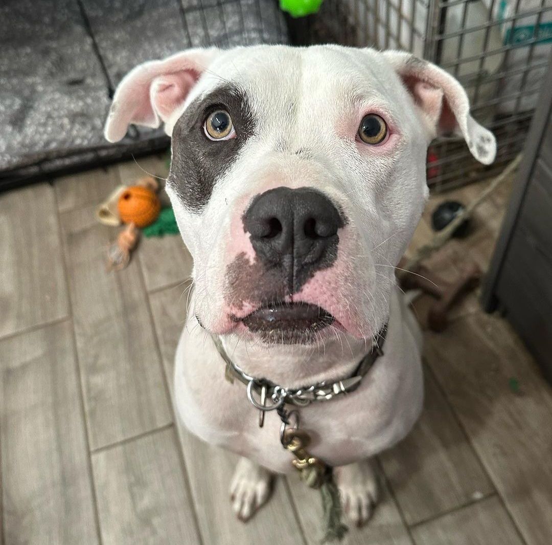 Enlarge Oci, a Adoptable mixed breed in Margate, FL image 5/14