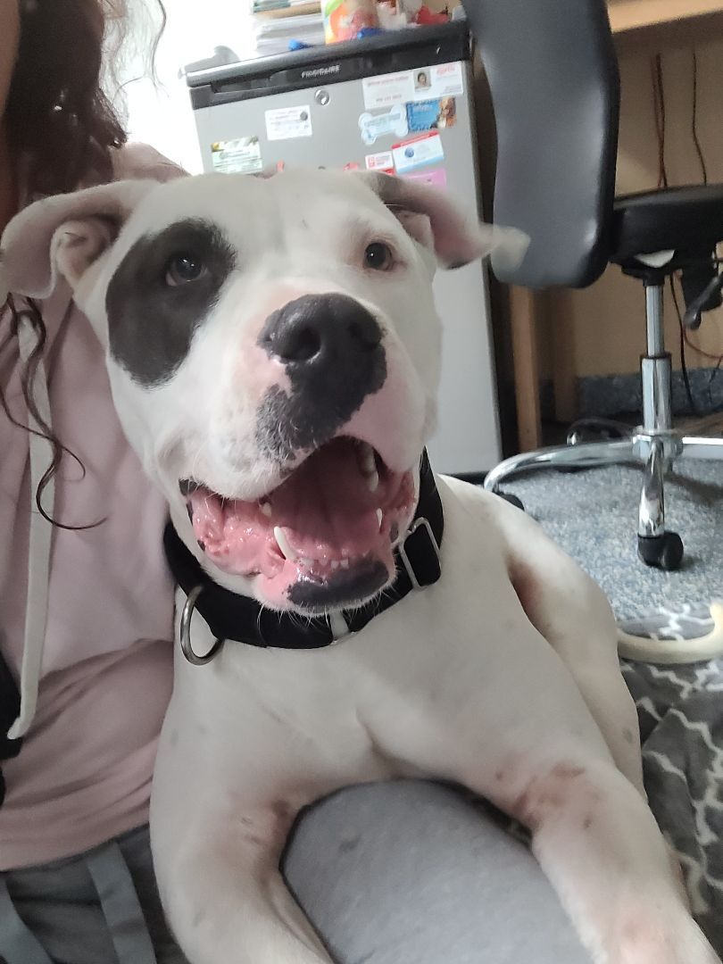 Enlarge Oci, a Adoptable mixed breed in Margate, FL image 6/14