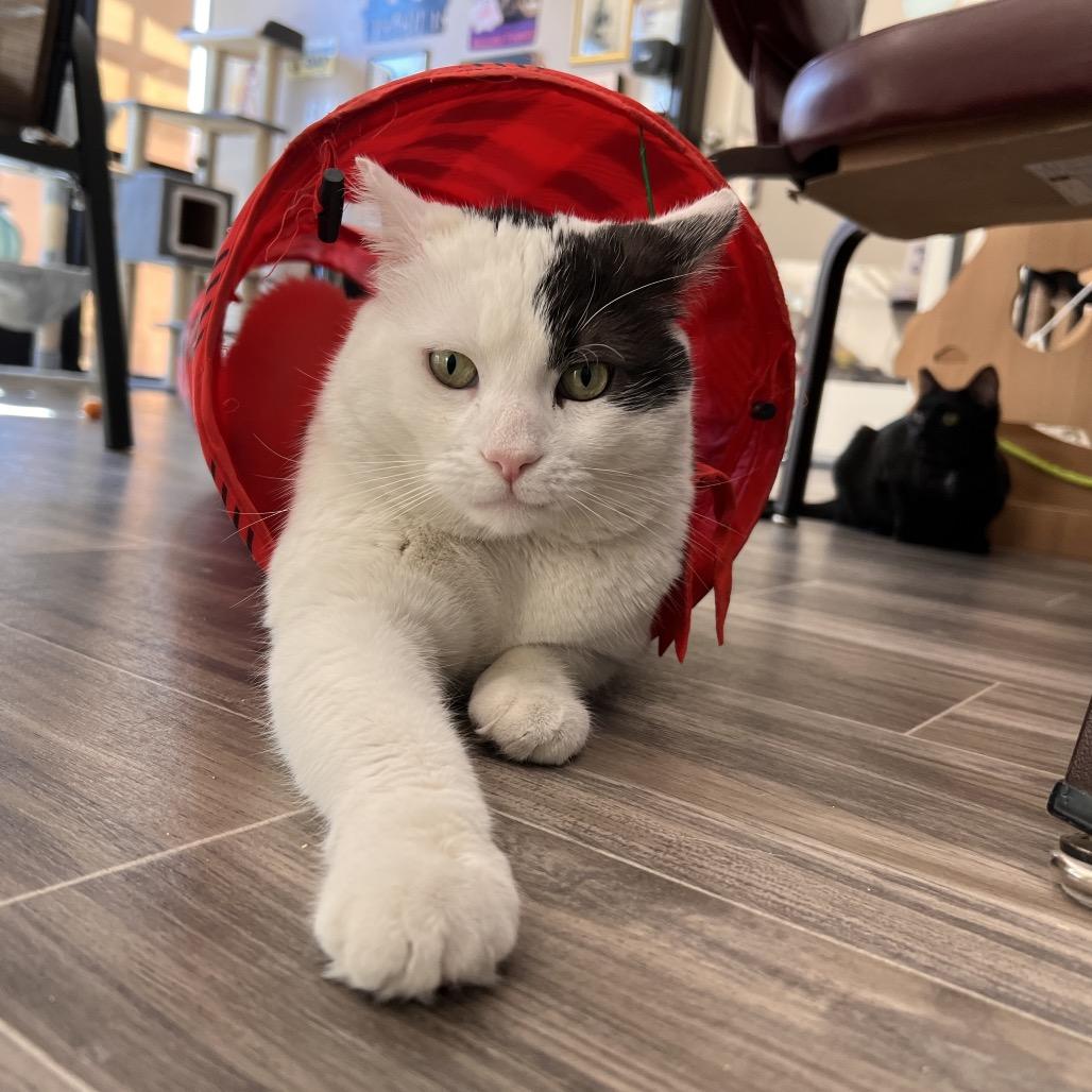 Patches, Adoptable, Senior Male Domestic Short Hair.