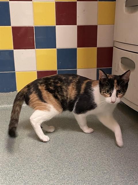 Enlarge Tiramisu A216965, an adopted Calico in Plano, TX image 1/1