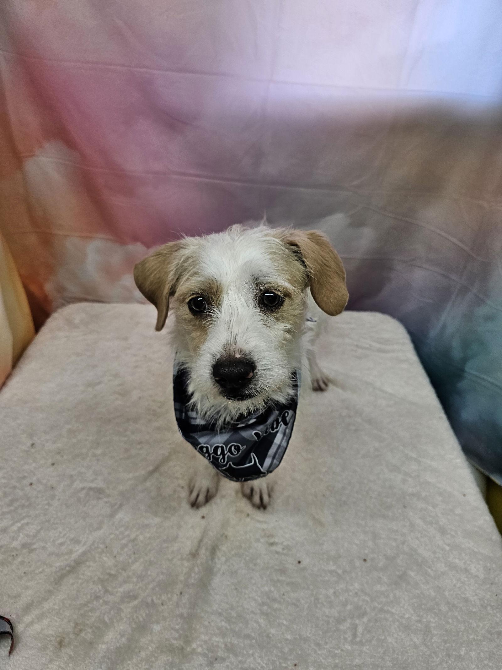 Enlarge Dyson, a Adoptable Poodle in Metairie, LA image 1/1