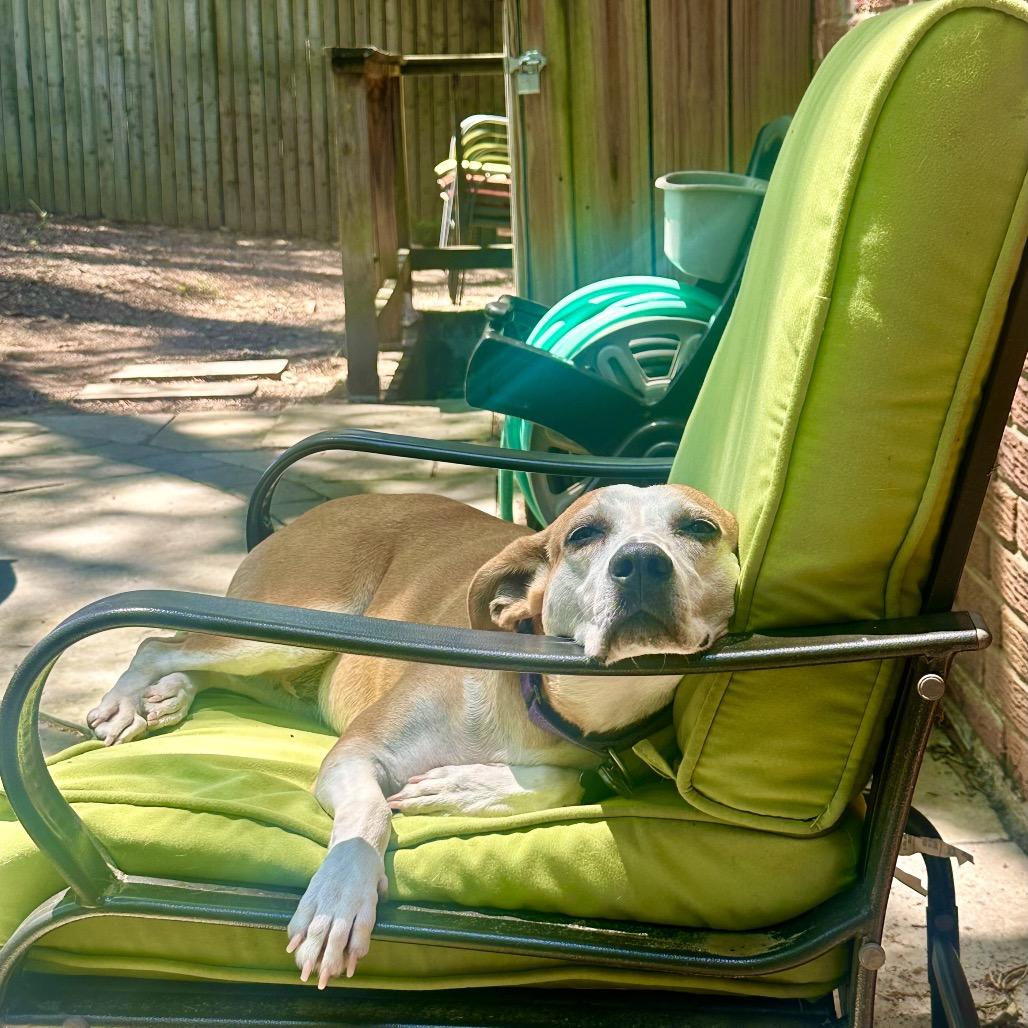 Jojo, Adoptable, Adult Female Mountain Cur & Mixed Breed.