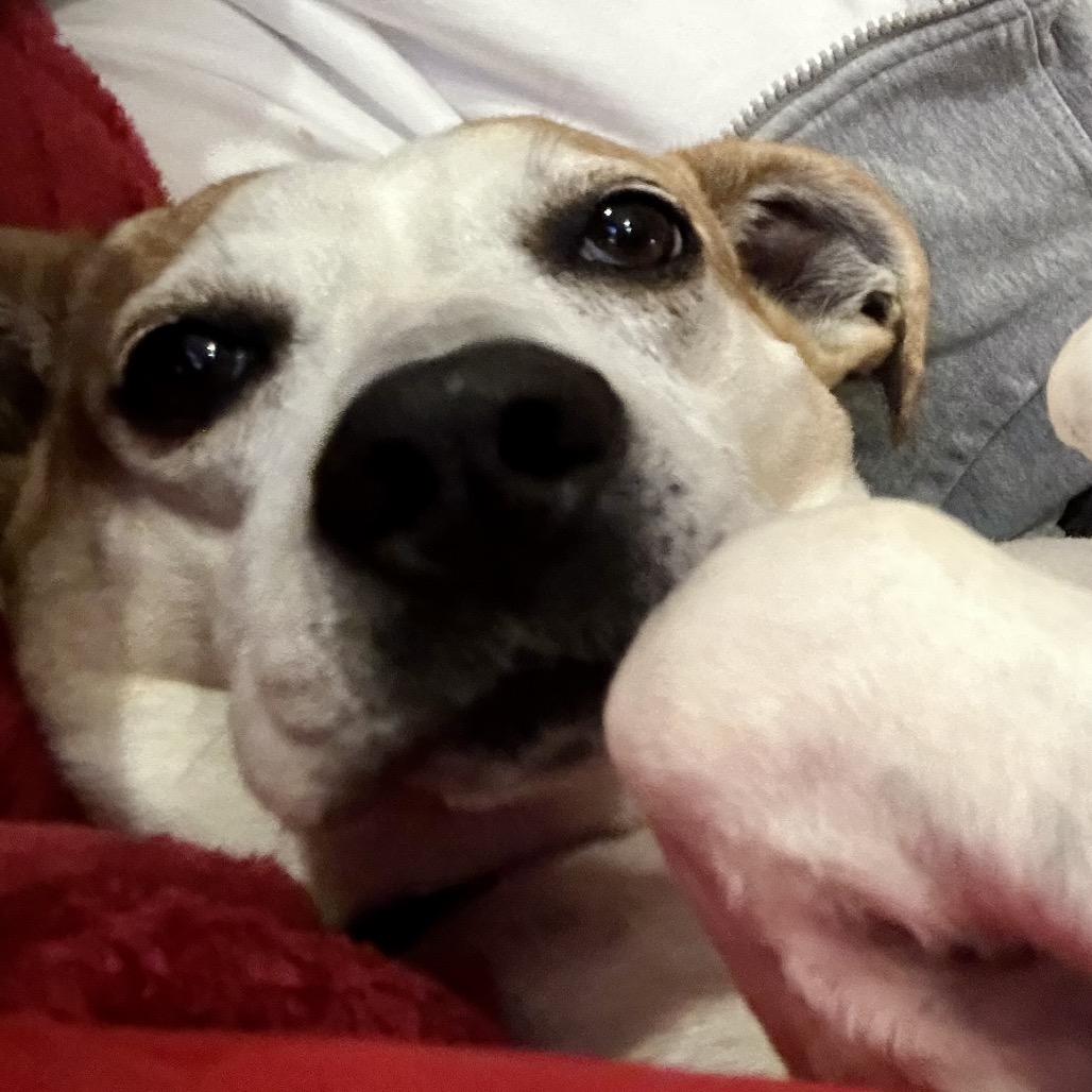 Jojo, a Adoptable mixed breed in Falls Church, VA image 2/6