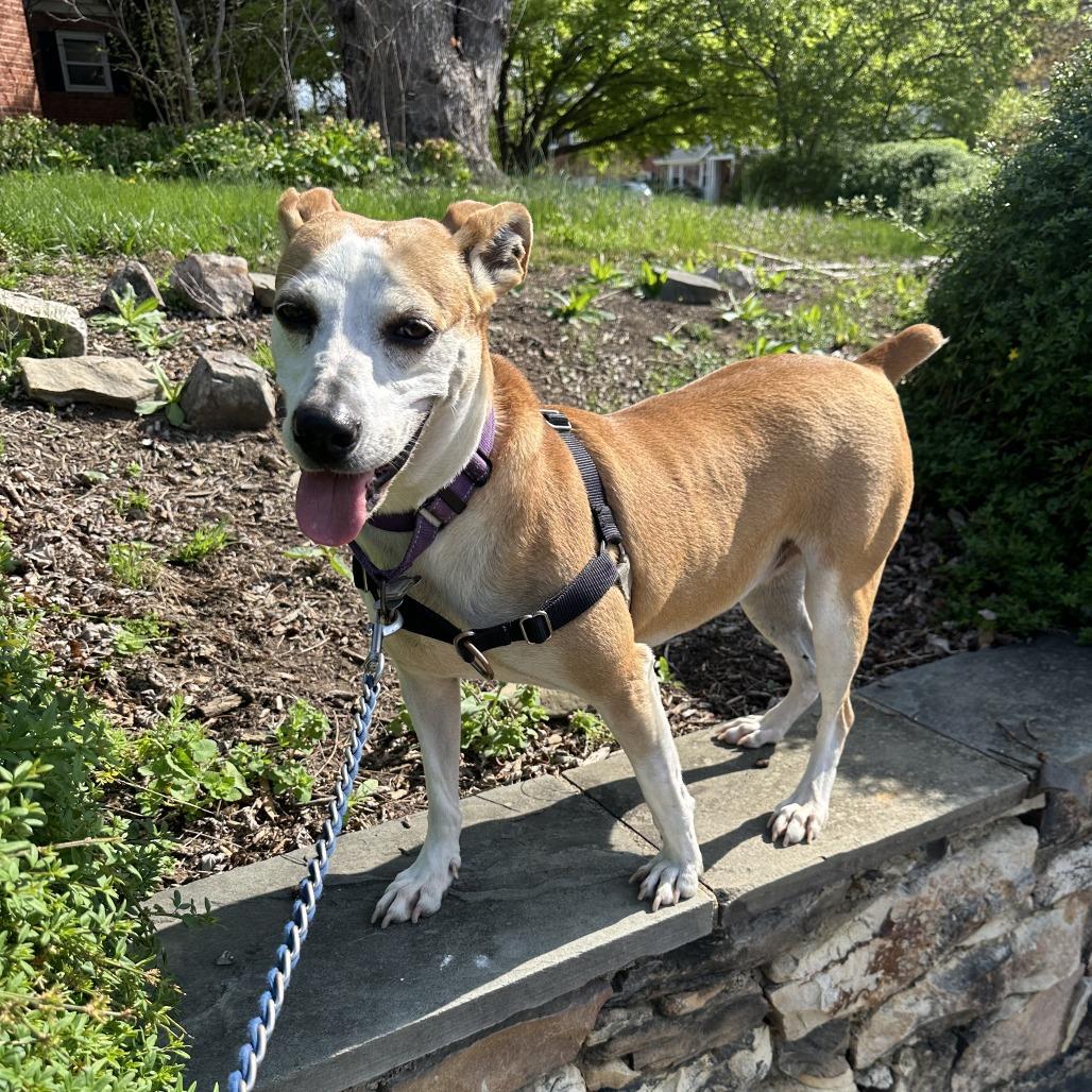 Enlarge Jojo, a Adoptable mixed breed in Falls Church, VA image 1/6