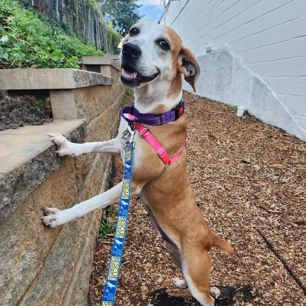 Enlarge Jojo, a Adoptable mixed breed in Falls Church, VA image 1/6