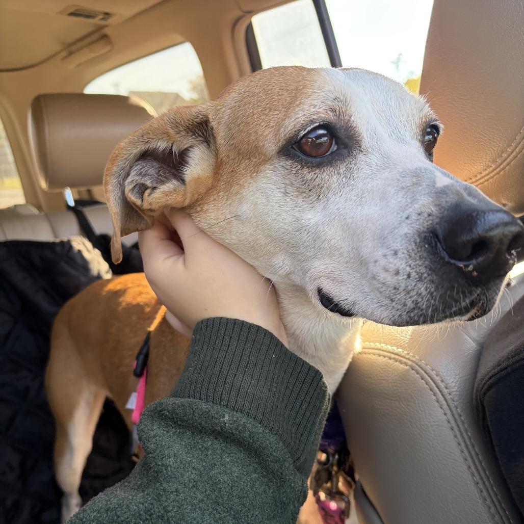 Jojo, a Adoptable mixed breed in Falls Church, VA image 2/6