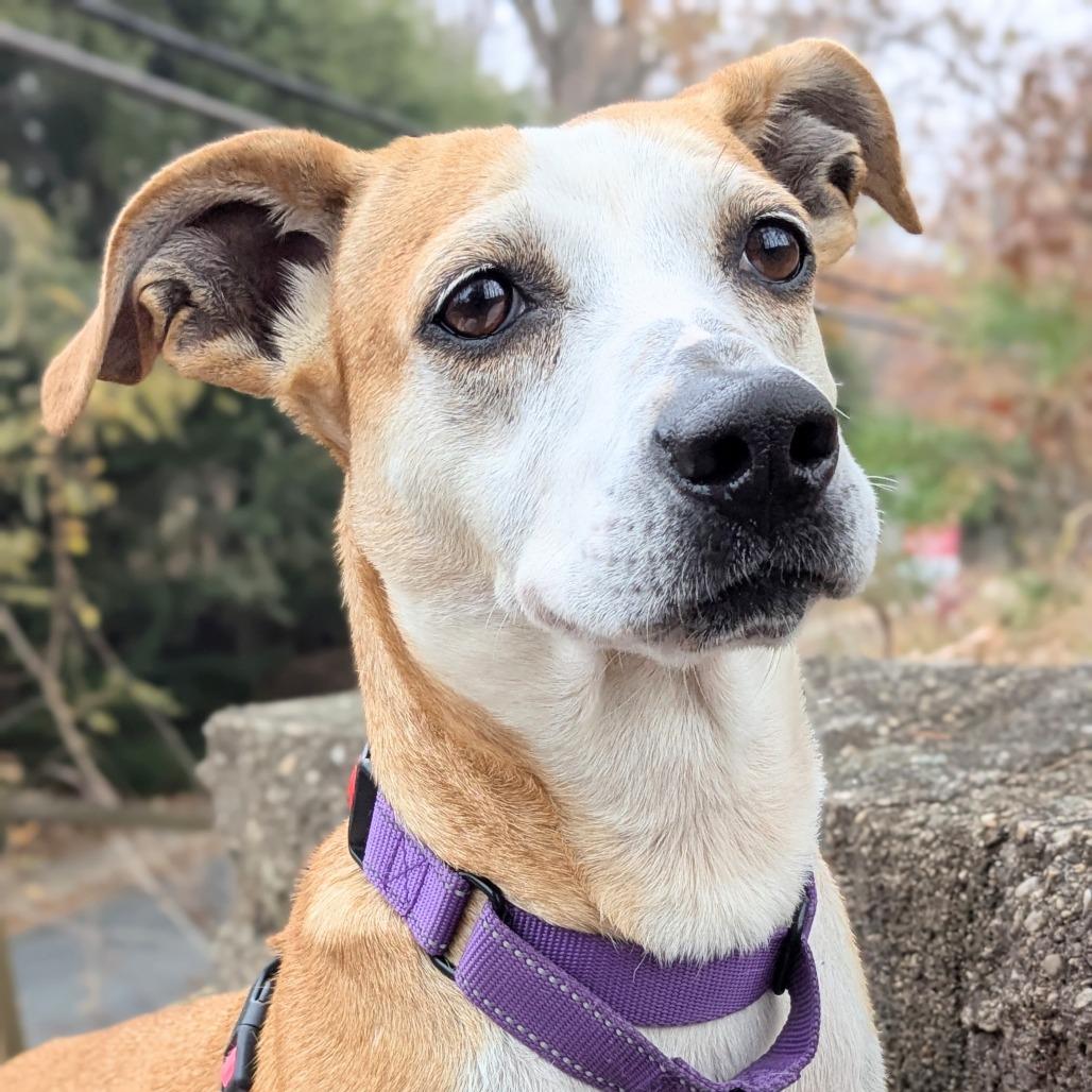 Jojo, a Adoptable mixed breed in Falls Church, VA image 3/6