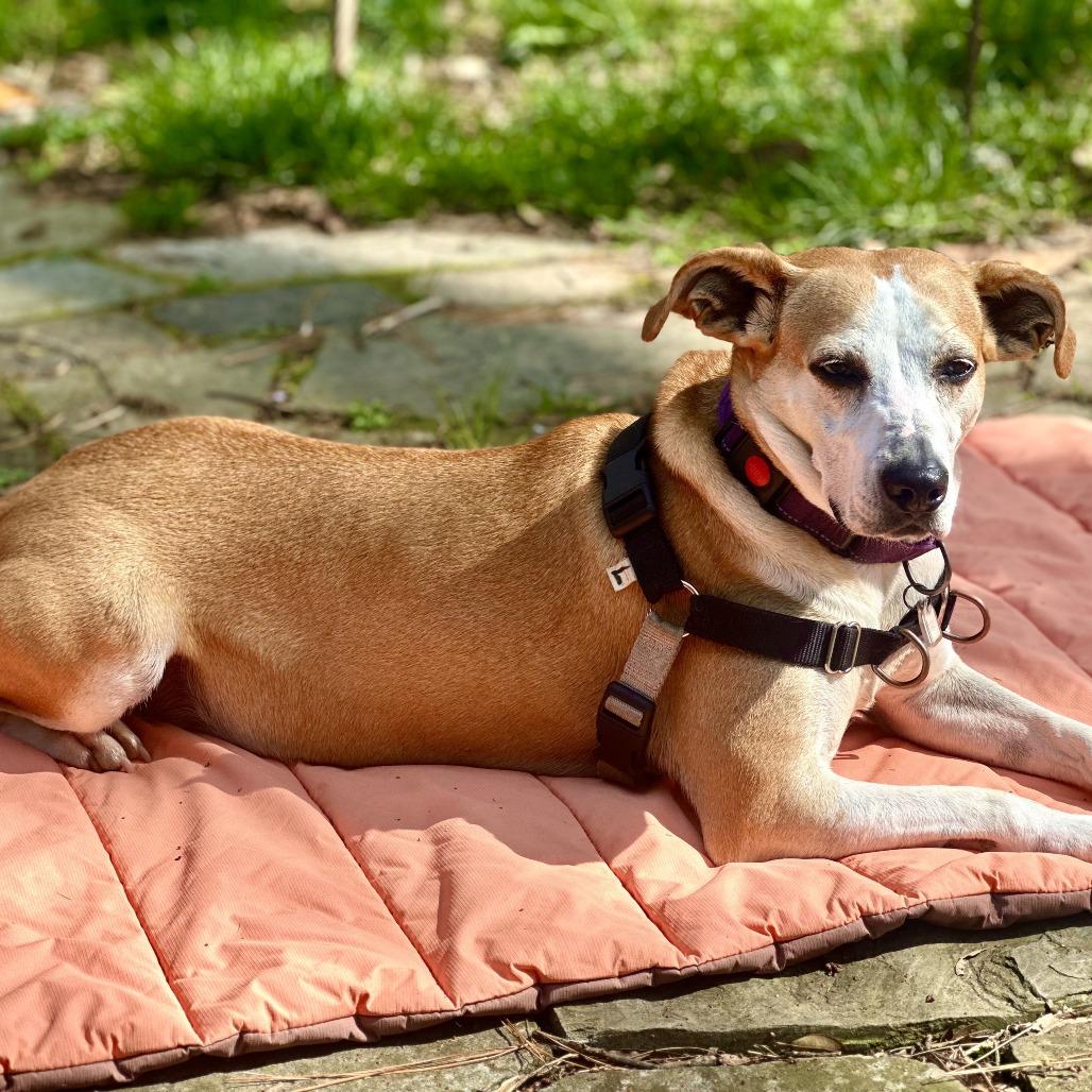 Enlarge Jojo, a Adoptable mixed breed in Falls Church, VA image 2/6