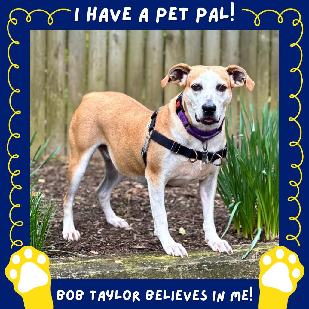 Enlarge Jojo, a Adoptable mixed breed in Falls Church, VA image 3/6